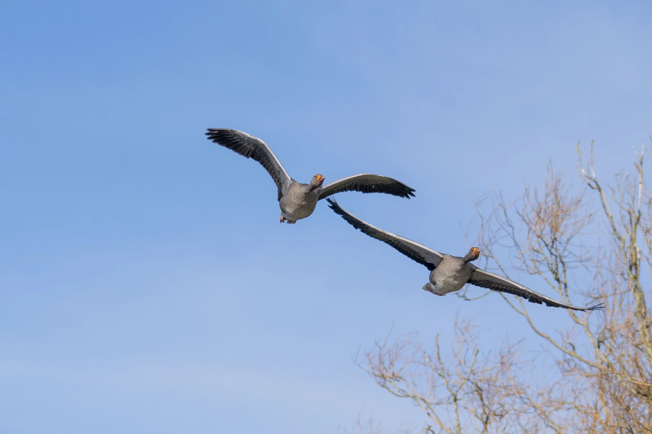 Two geese flying in a V formation against a blue sky with a leafless tree in the background.