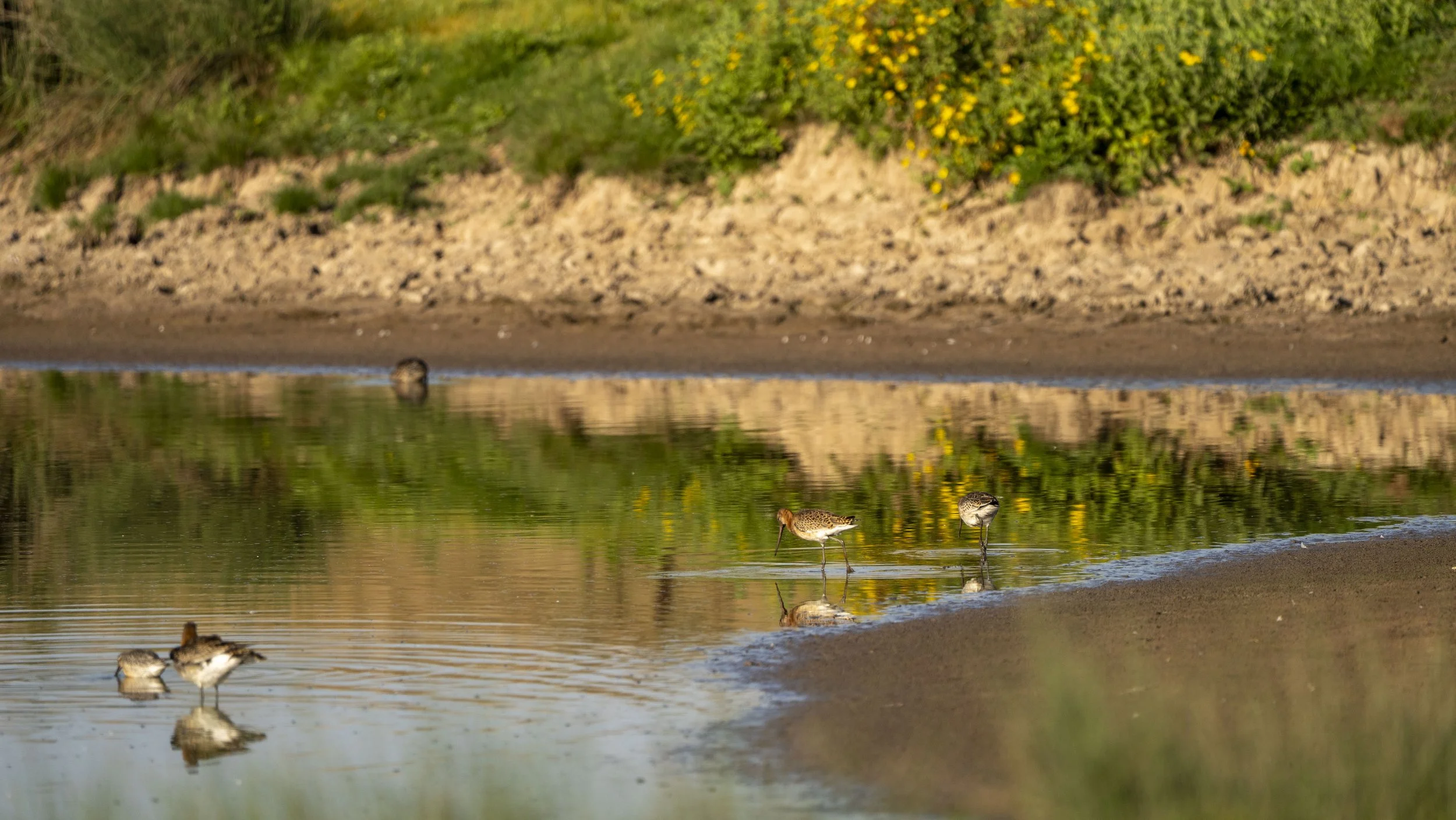 06 - Slimbridge WWT - 05-09-2025.jpg
