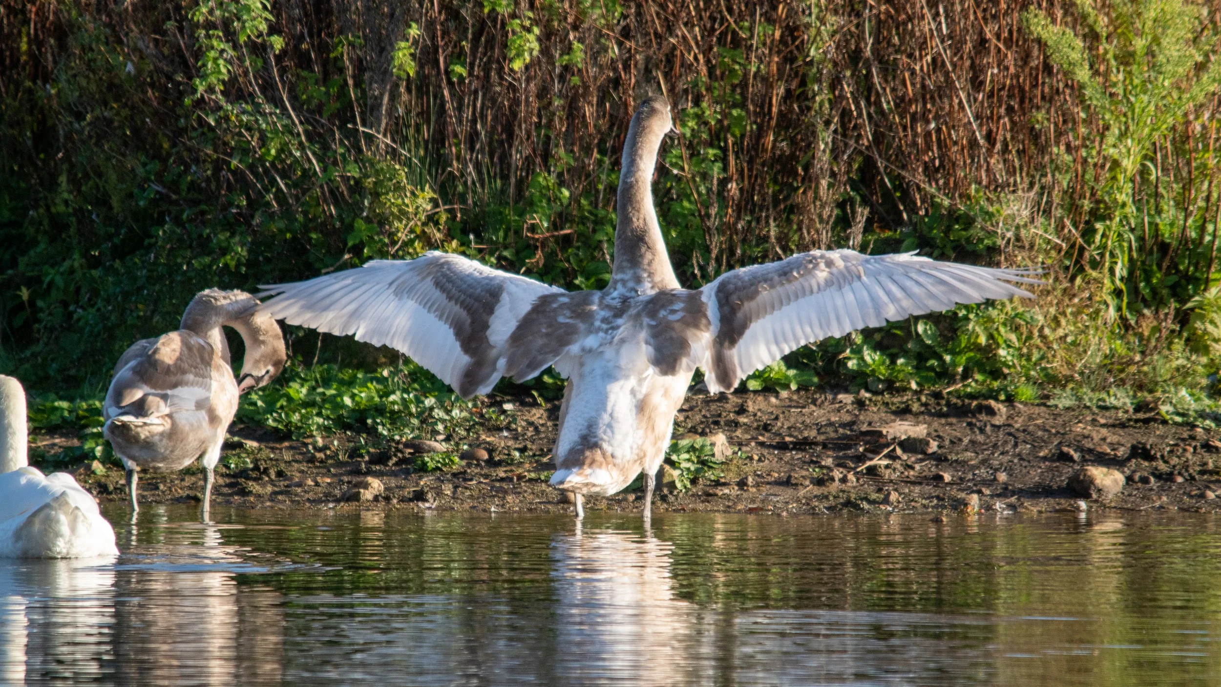 A duck with wings fully extended standing in the water near a shoreline with green plants and tall grass in the background.