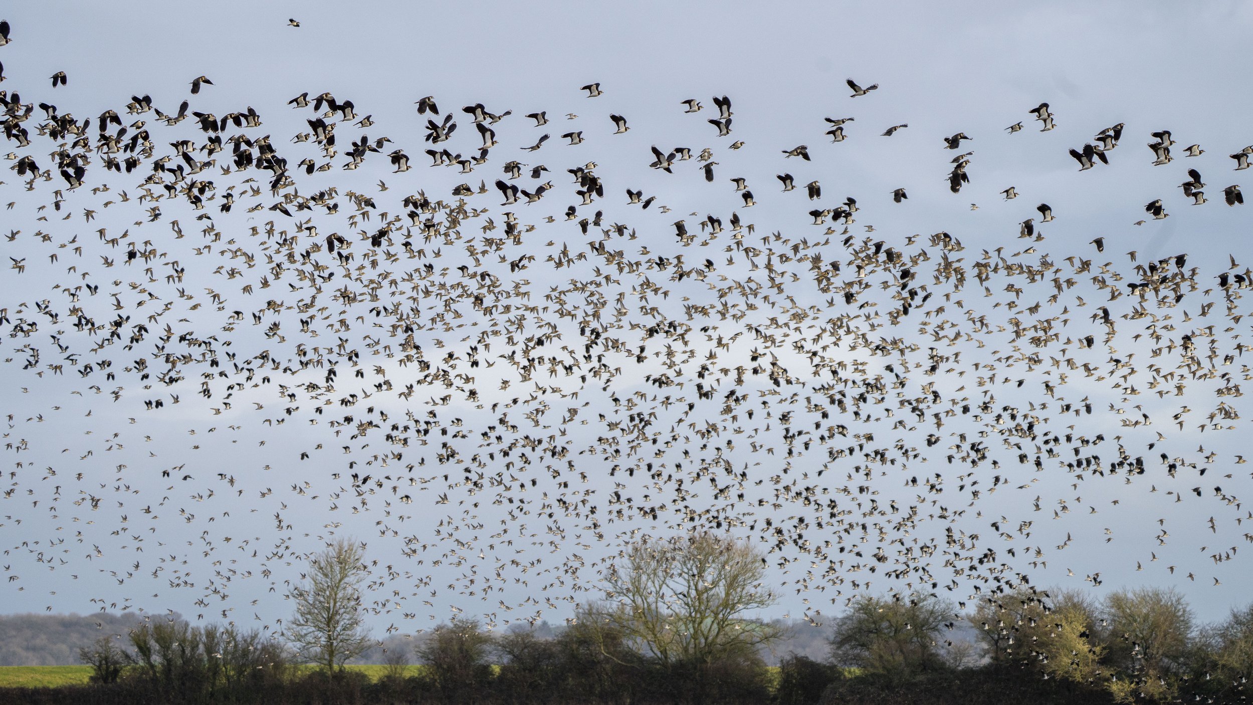 040 - Slimbridge - 09-02-2026.jpg
