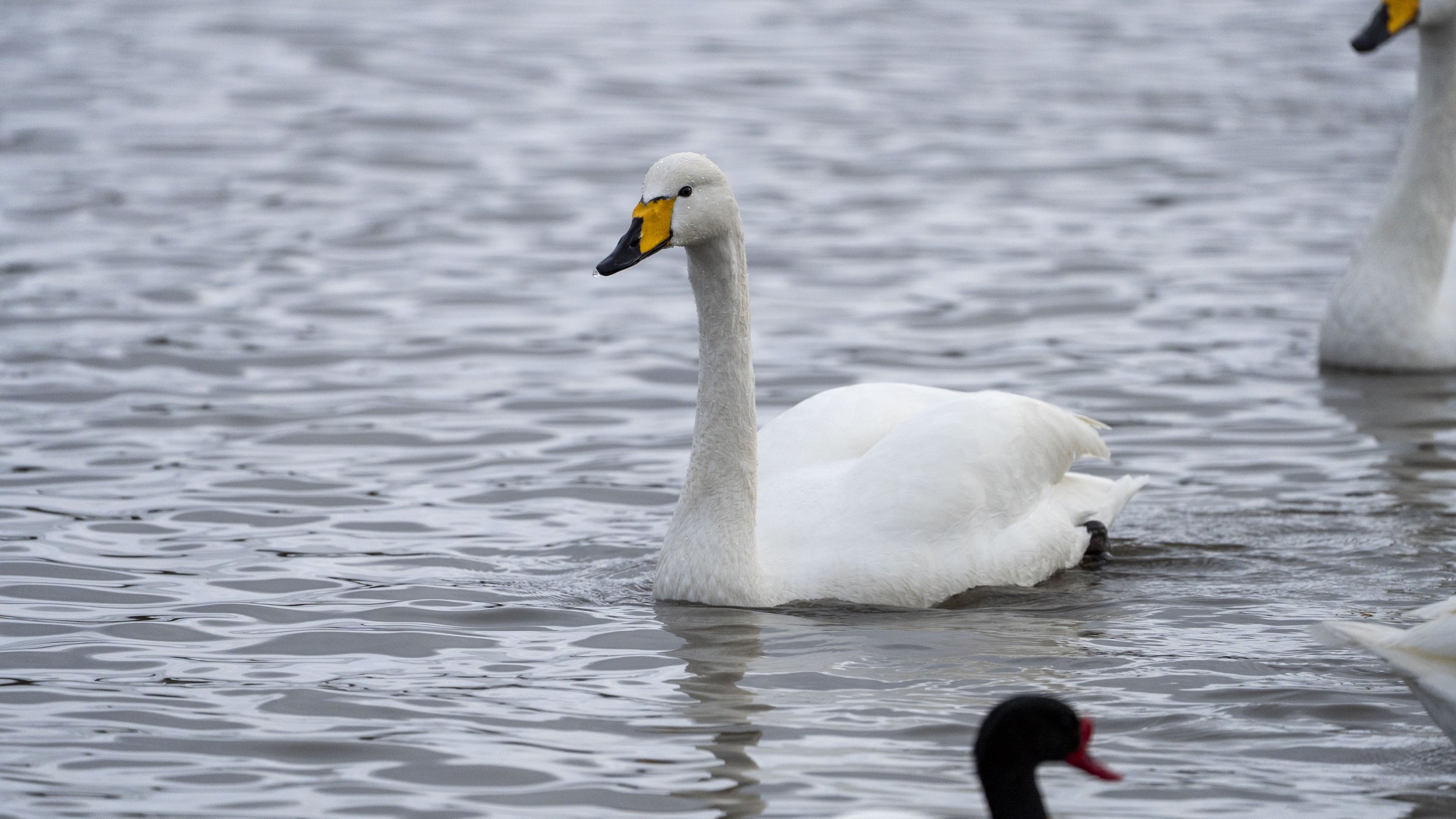 015 - Slimbridge - 09-02-2026.jpg