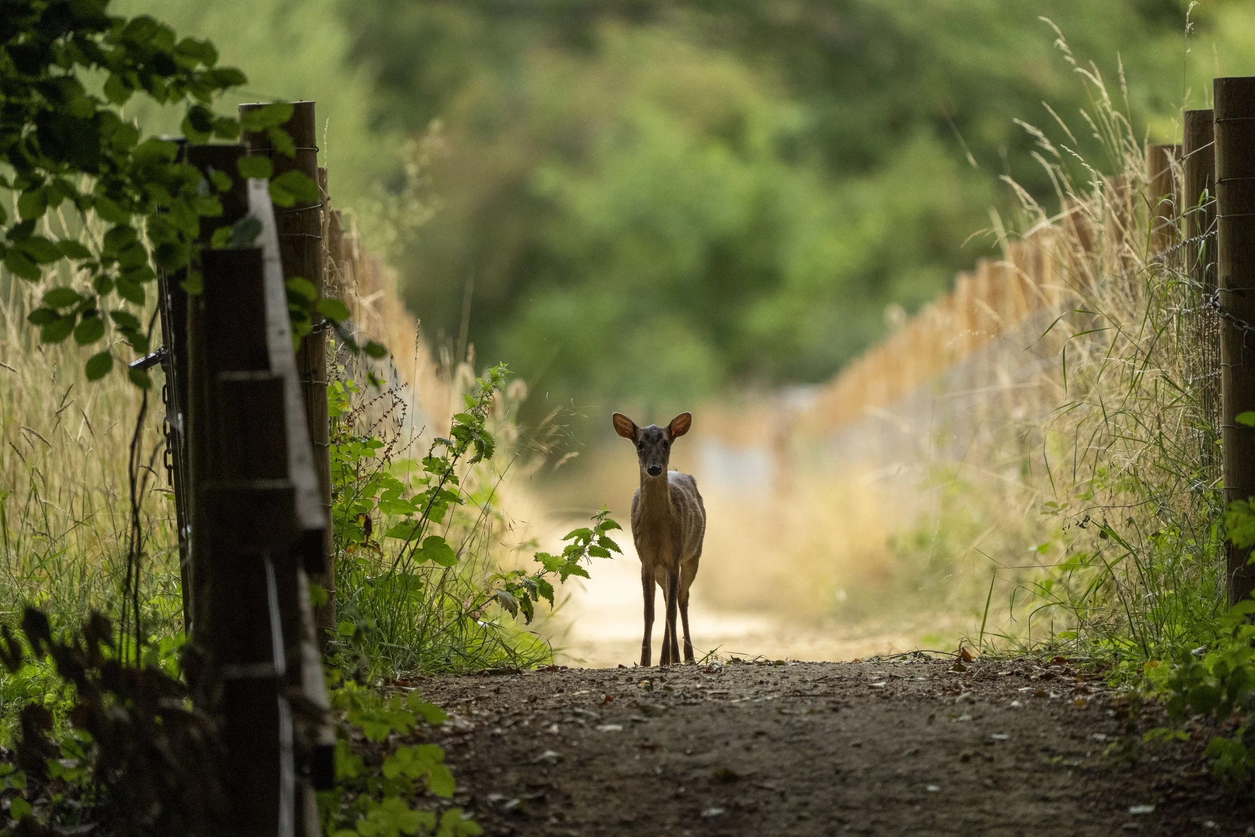 A small moose standing on a dirt pathway in a lush green wooded area, with fencing on both sides and blurred trees in the background.