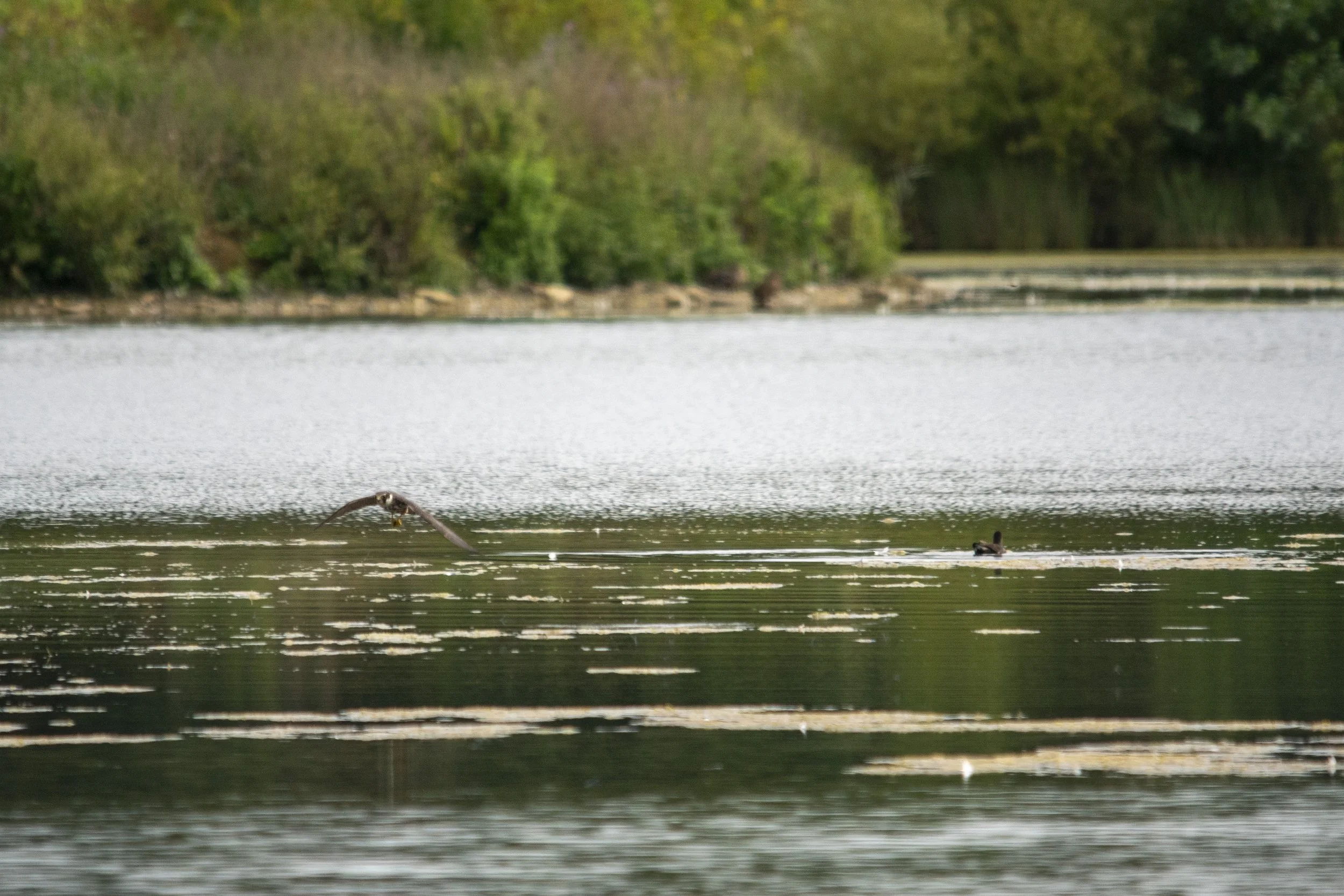 A bird in flight skimming water on a lake with trees in the background.