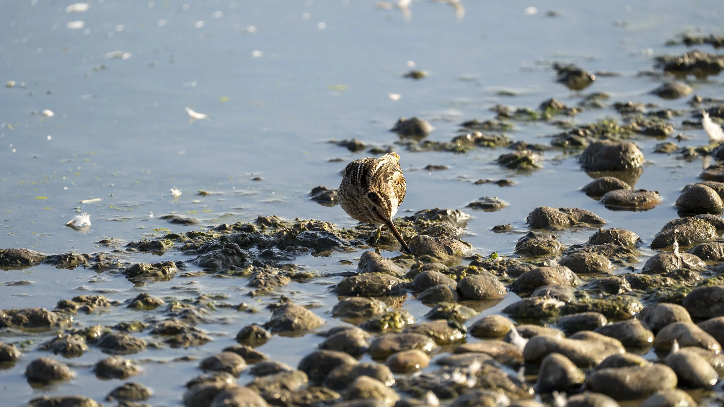 05 - Slimbridge WWT - 05-09-2025.jpg