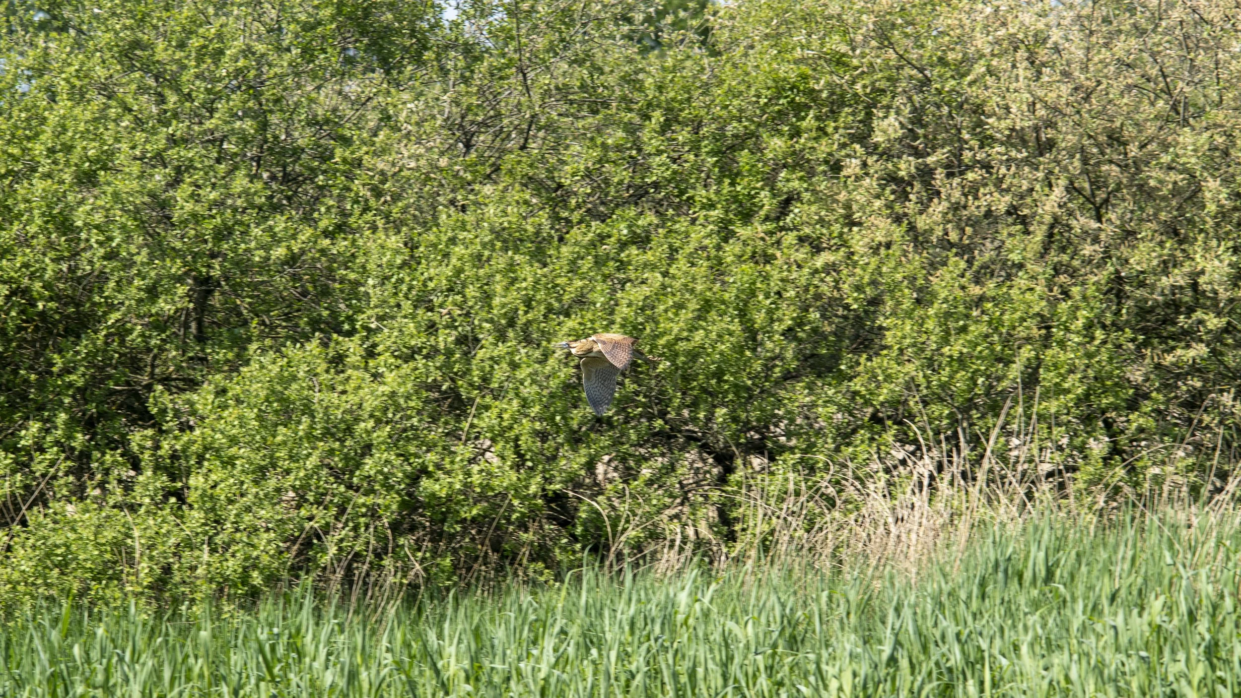 RSPB Ham Wall - 051125- 56.jpg