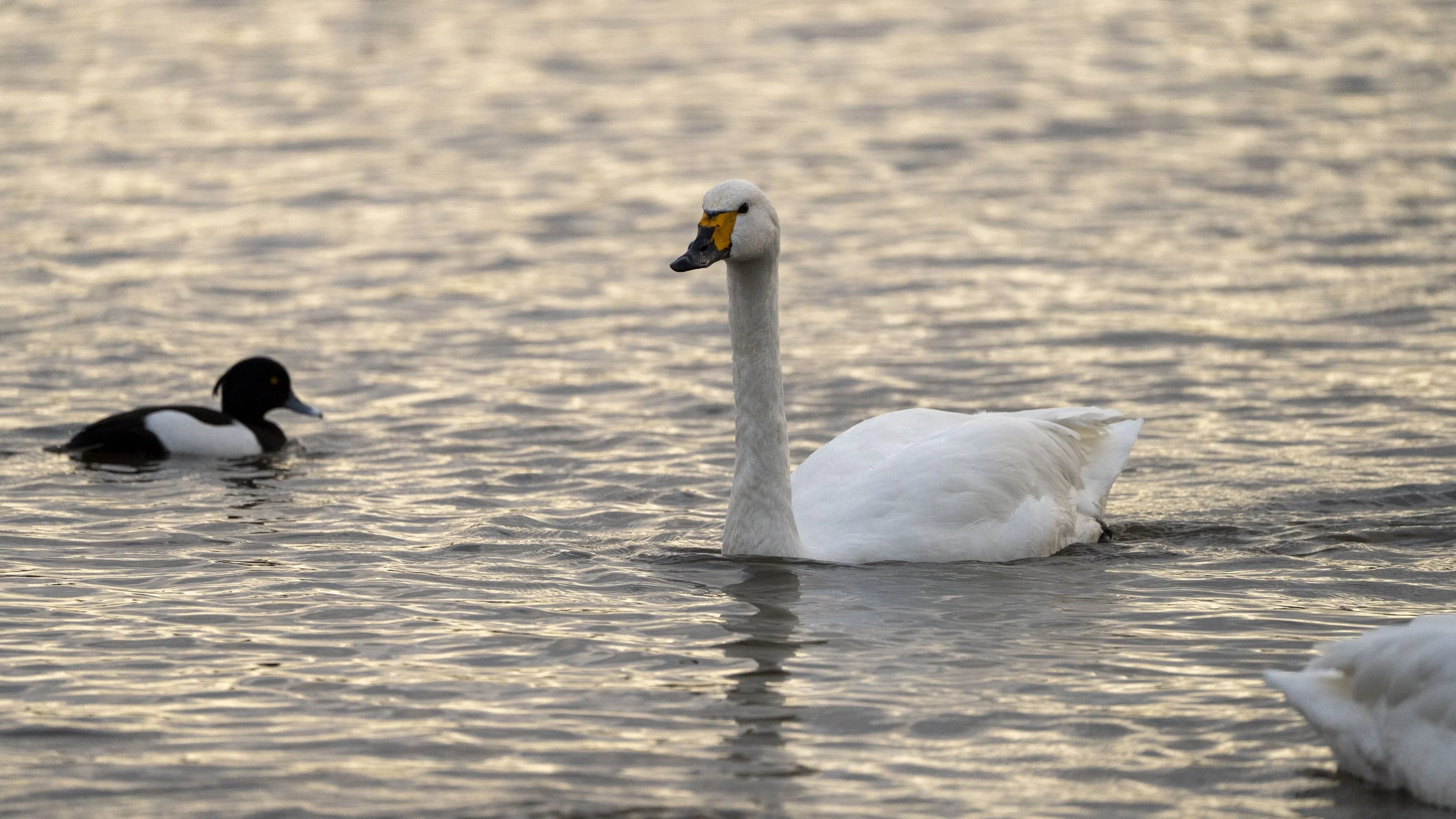 A white swan swimming in water with a black and white duck nearby.