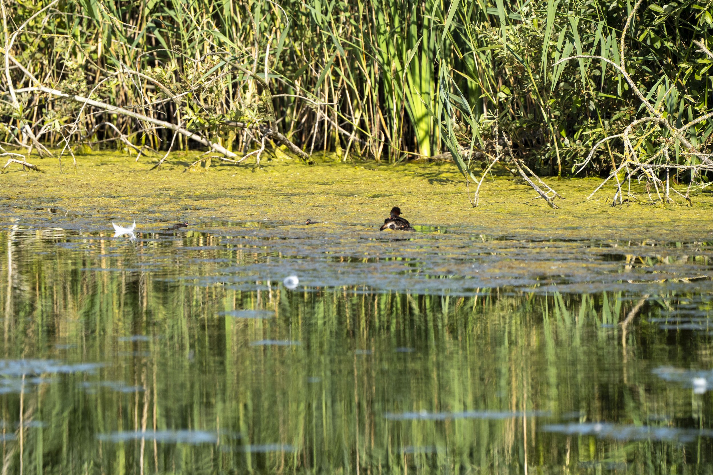 39 - RSPB Ham Wall - 09-07-2025.jpg
