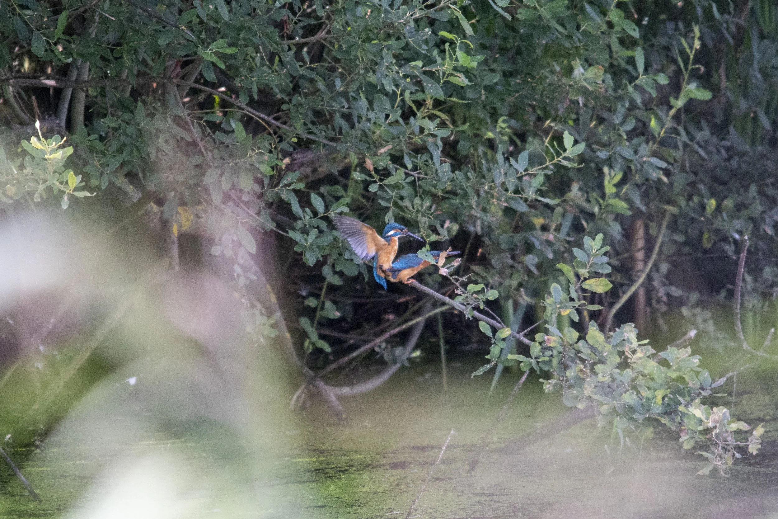A kingfisher bird with bright blue and orange feathers perches on a branch near water surrounded by dense green foliage.