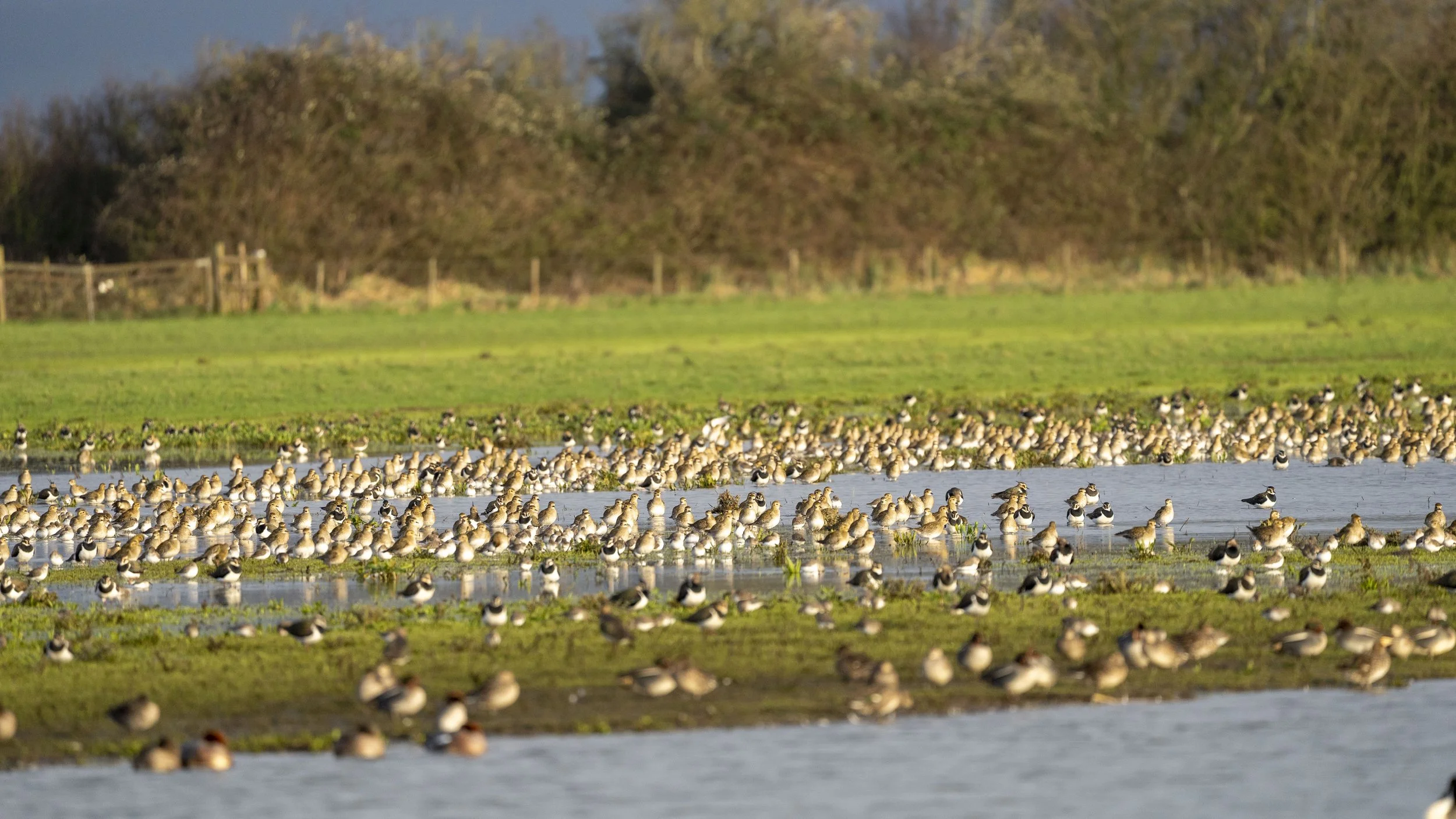 029 - Slimbridge - 09-02-2026.jpg