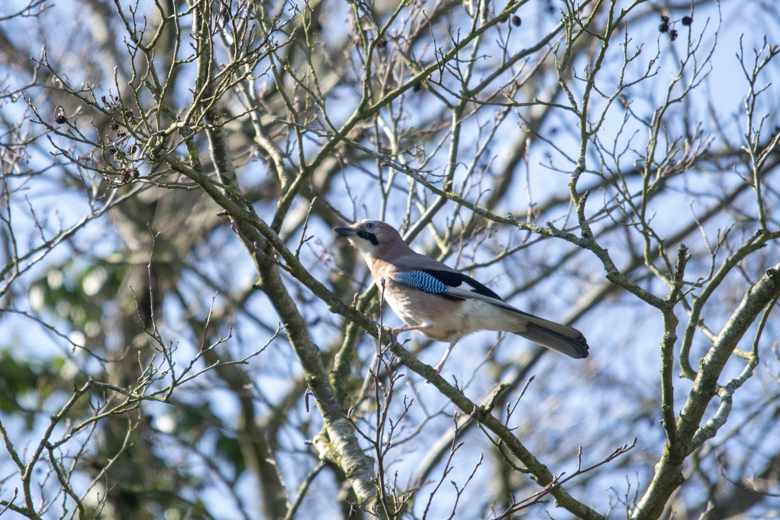 A bird perched on a leafless tree branch against a blue sky, with some green leaves visible in the background.