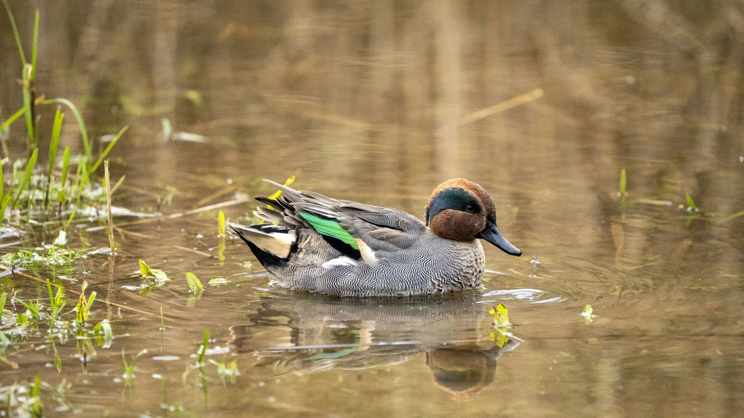 34 - Slimbridge - 11-12-2025.jpg