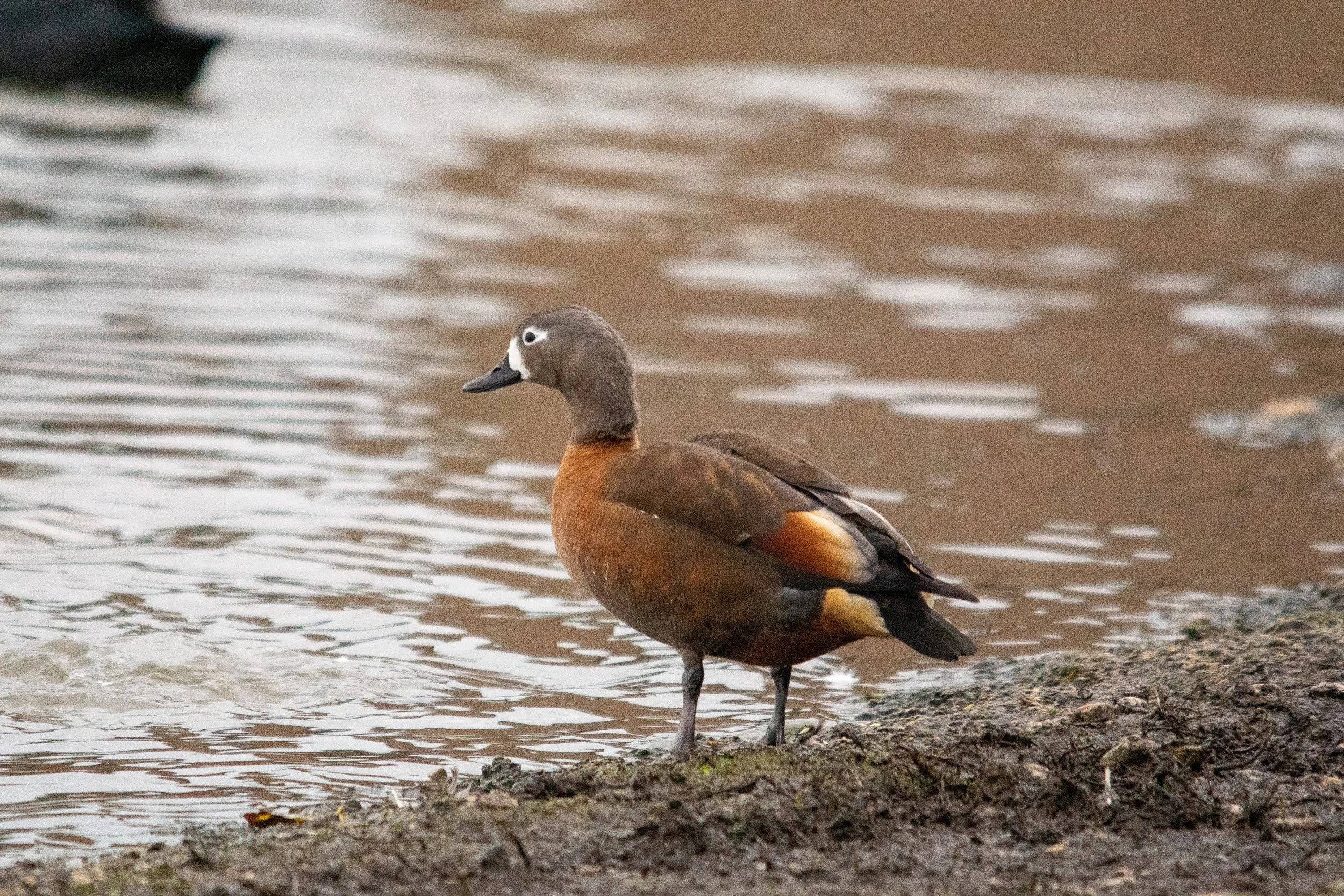 A duck with brown and gray feathers standing at the edge of a body of water.