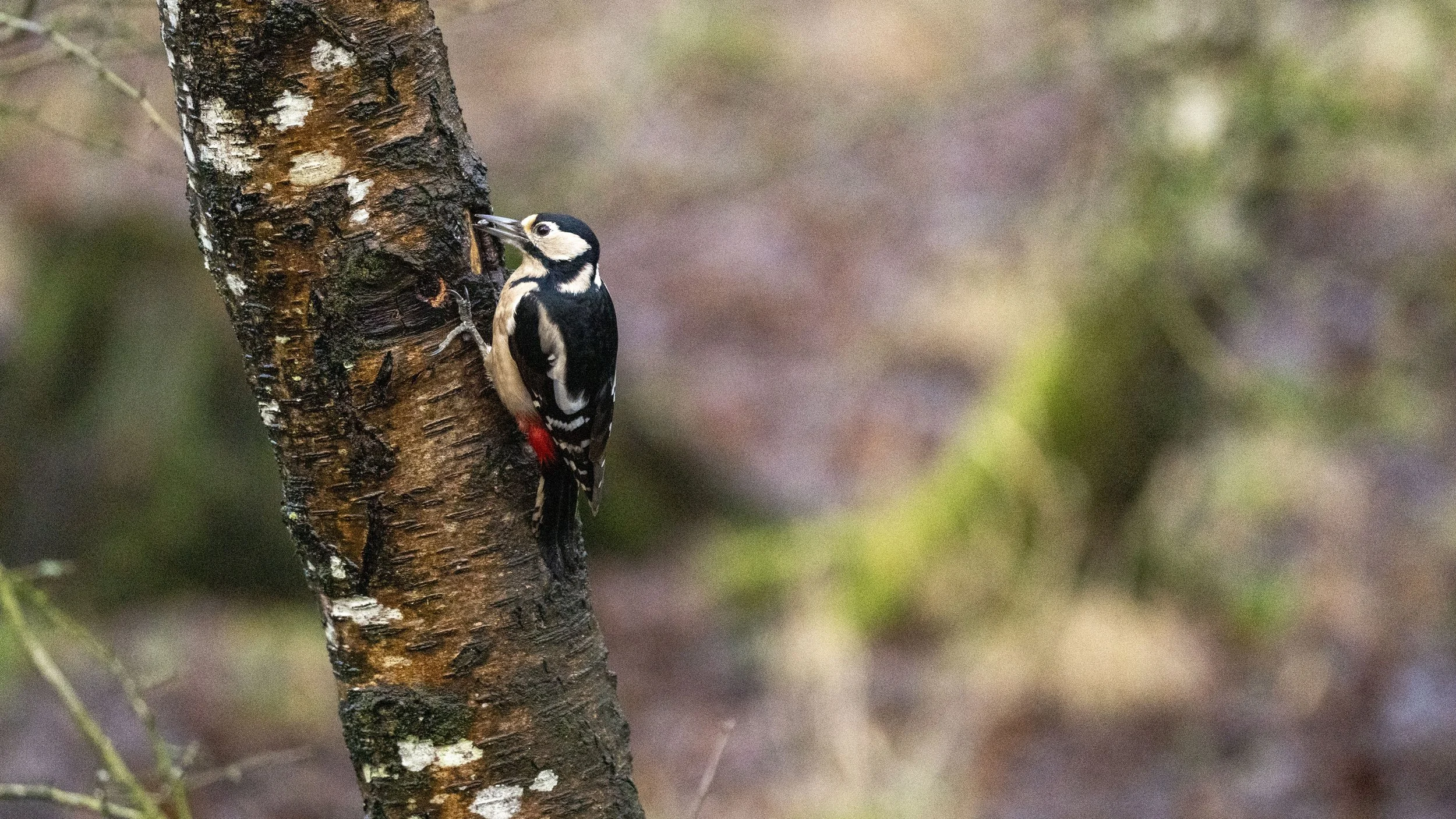 047 - Cannop Ponds - 28-02-2026.jpg