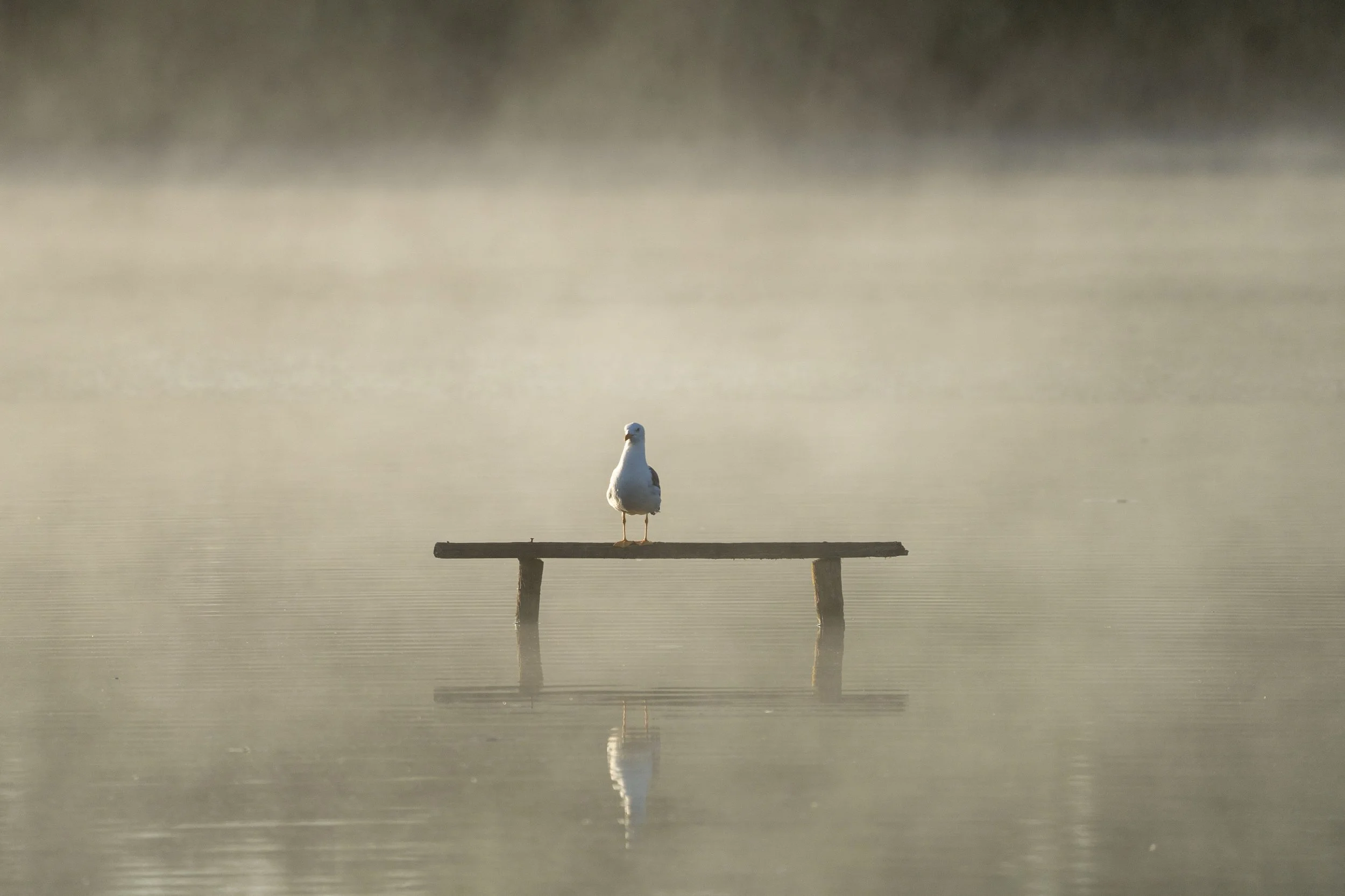 02 - RSPB Ham Wall - 09-07-2025.jpg