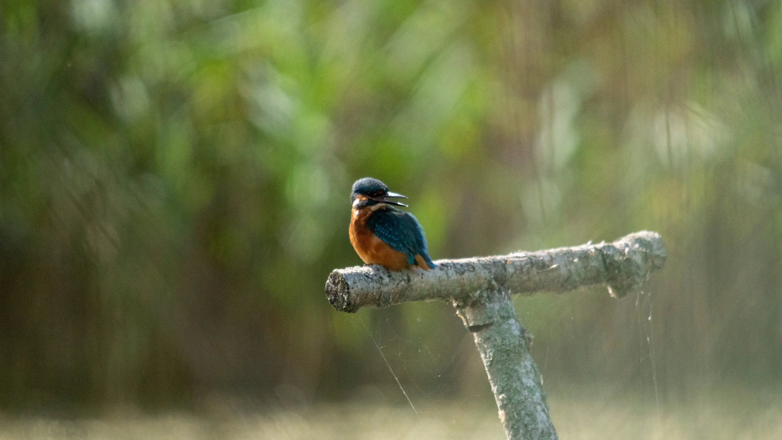 A kingfisher with bright blue and orange feathers perched on a small branch against a blurred green background.