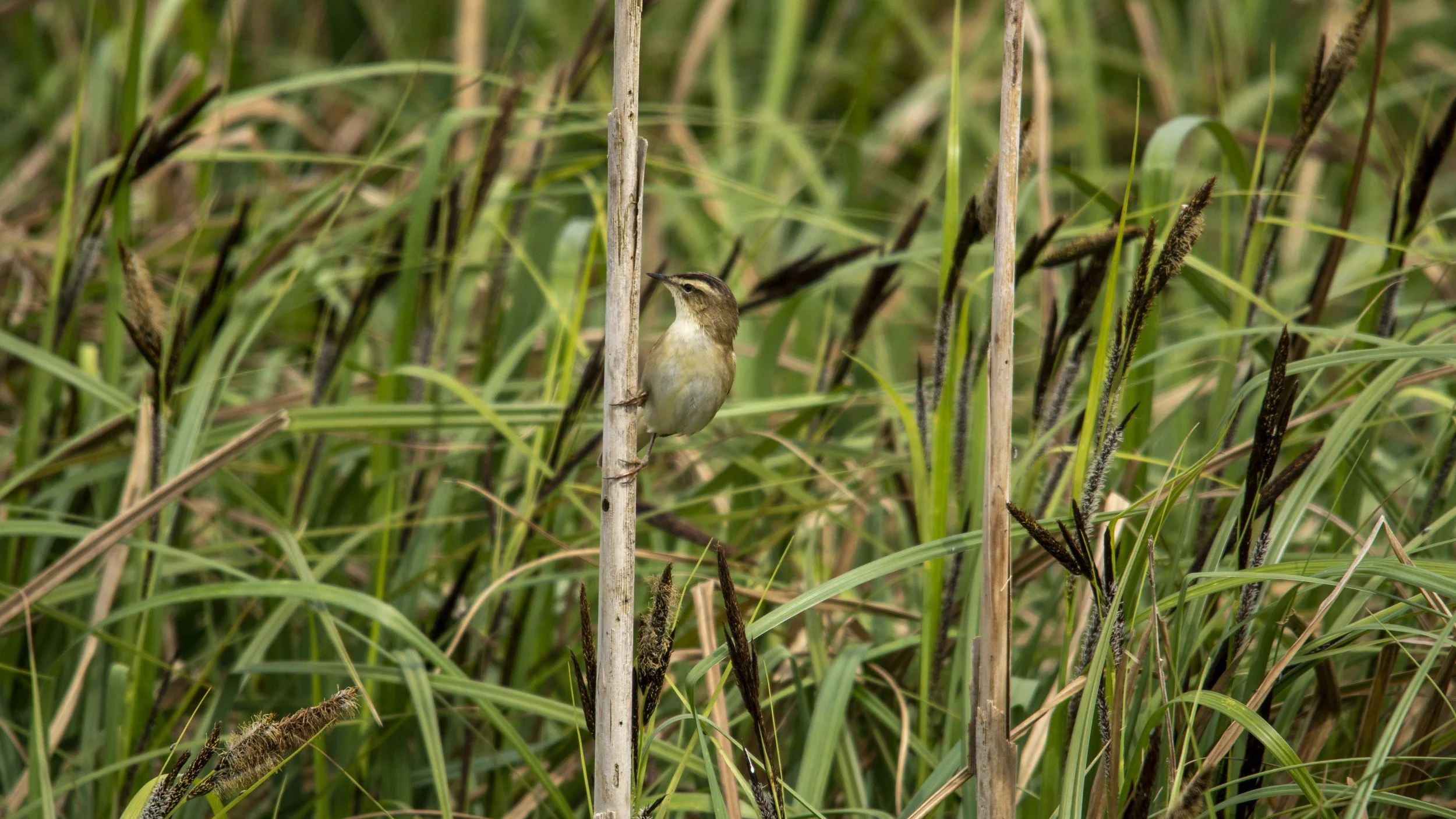 Small bird with brown and beige feathers perched on a dry reed among tall green grasses and cattails.