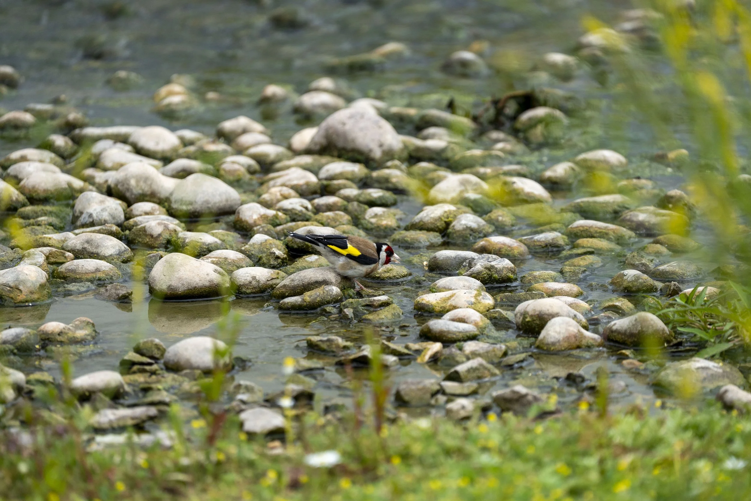 05_07_2025 - Slimbridge - 48.jpg