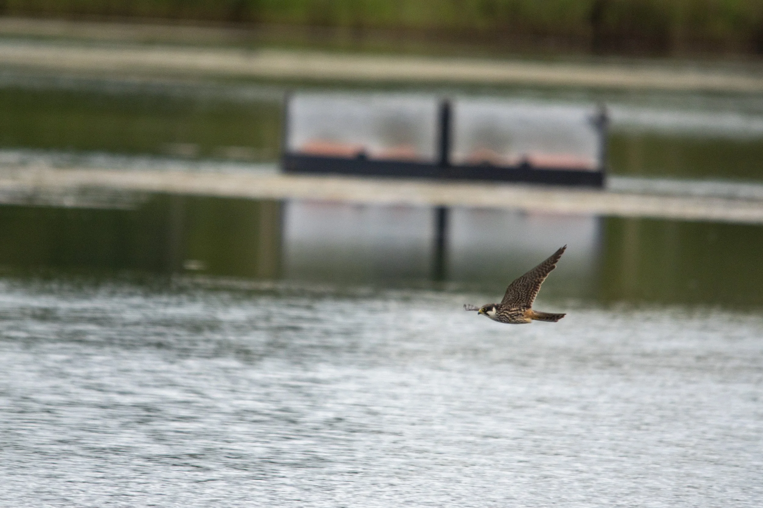 A bird of prey flying over a body of water with a dock in the background.