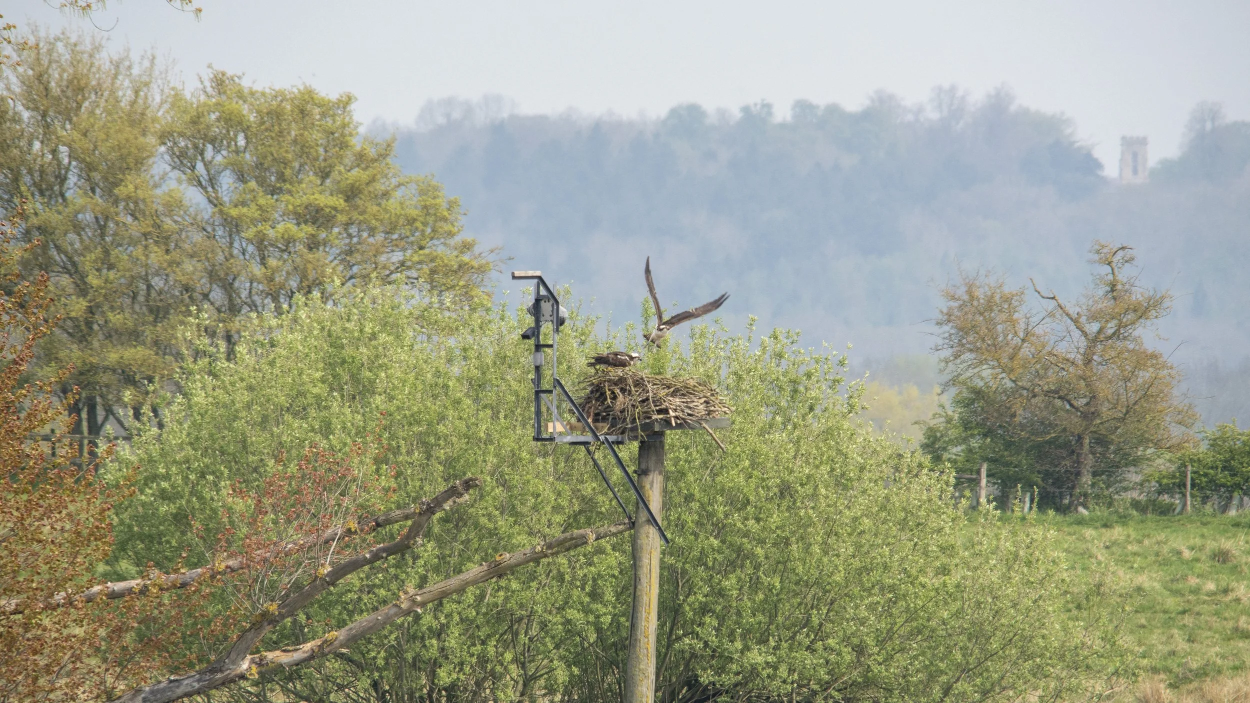 A bird's nest on a wooden pole with several birds, some perched and one flying away, set in a lush, green rural landscape with trees and hills in the background.