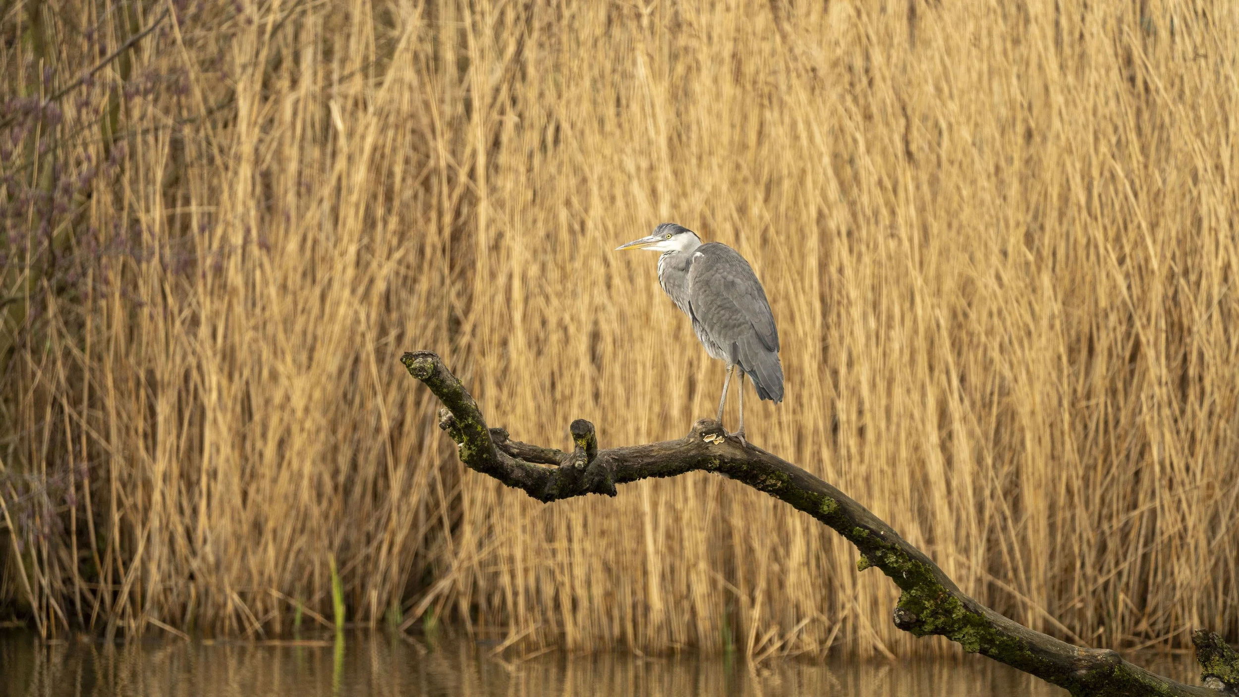072 - Slimbridge - 09-02-2026.jpg