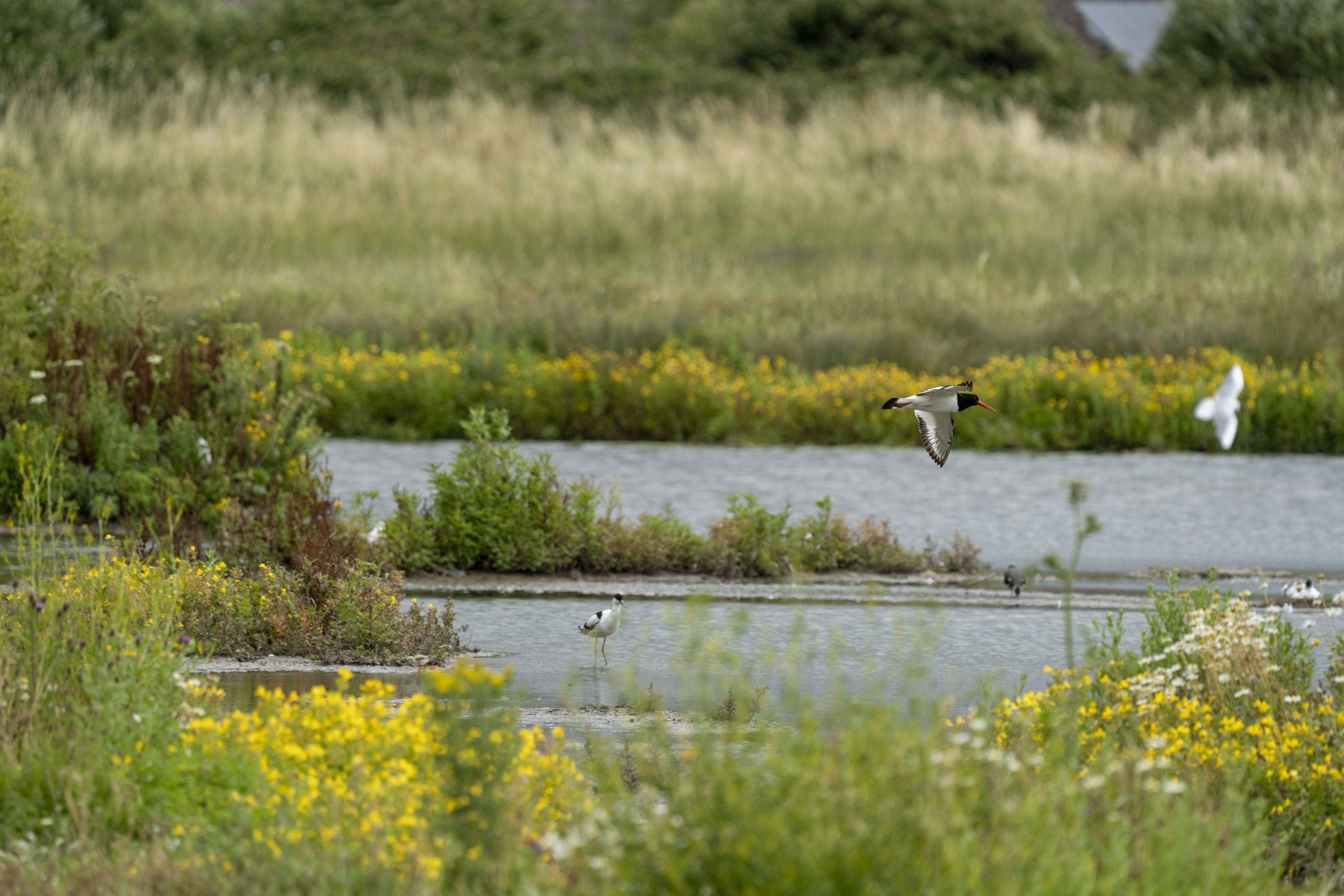 05_07_2025 - Slimbridge - 55.jpg