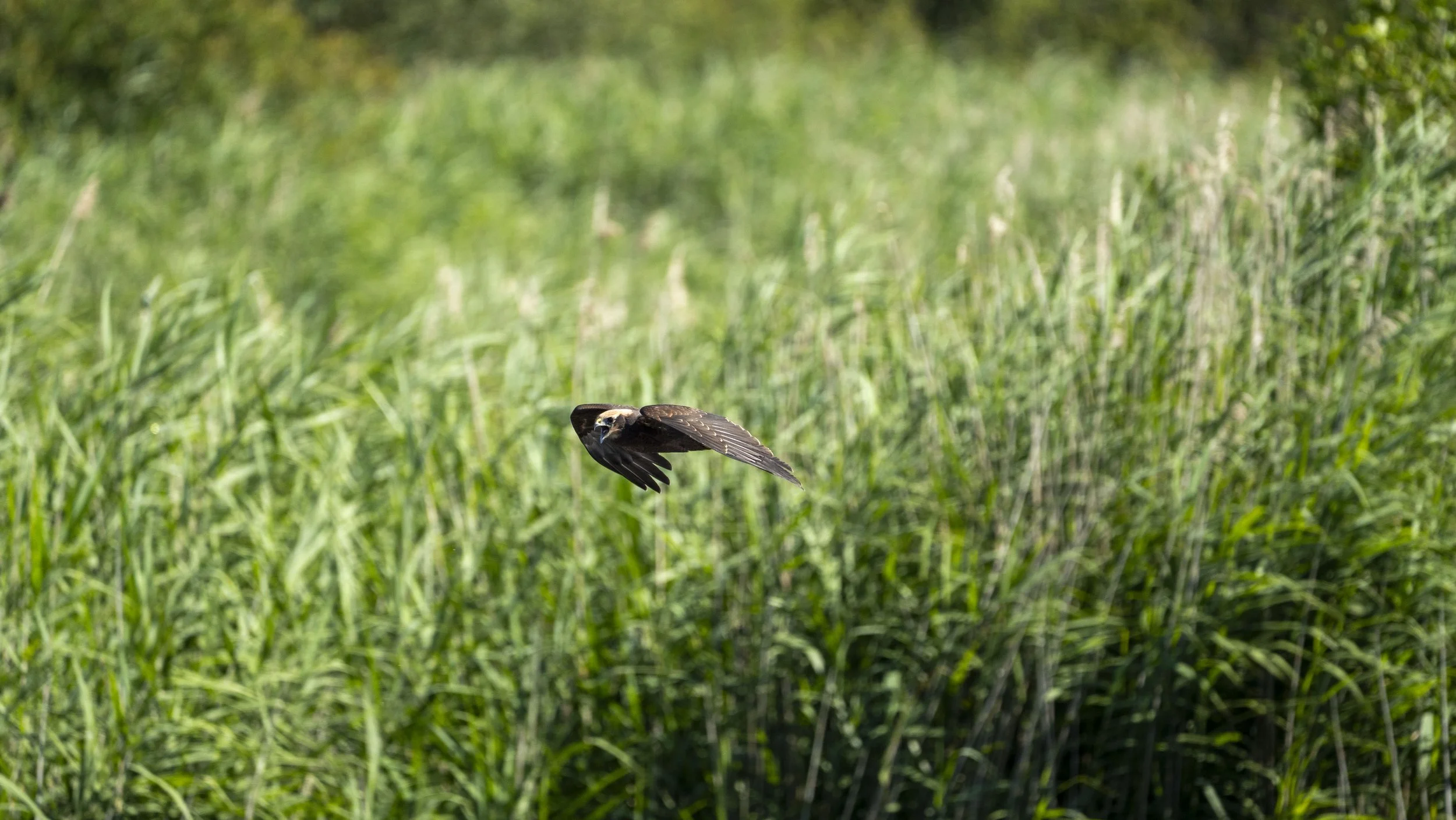 A bird of prey flying low over tall, green grass in a natural outdoor setting.