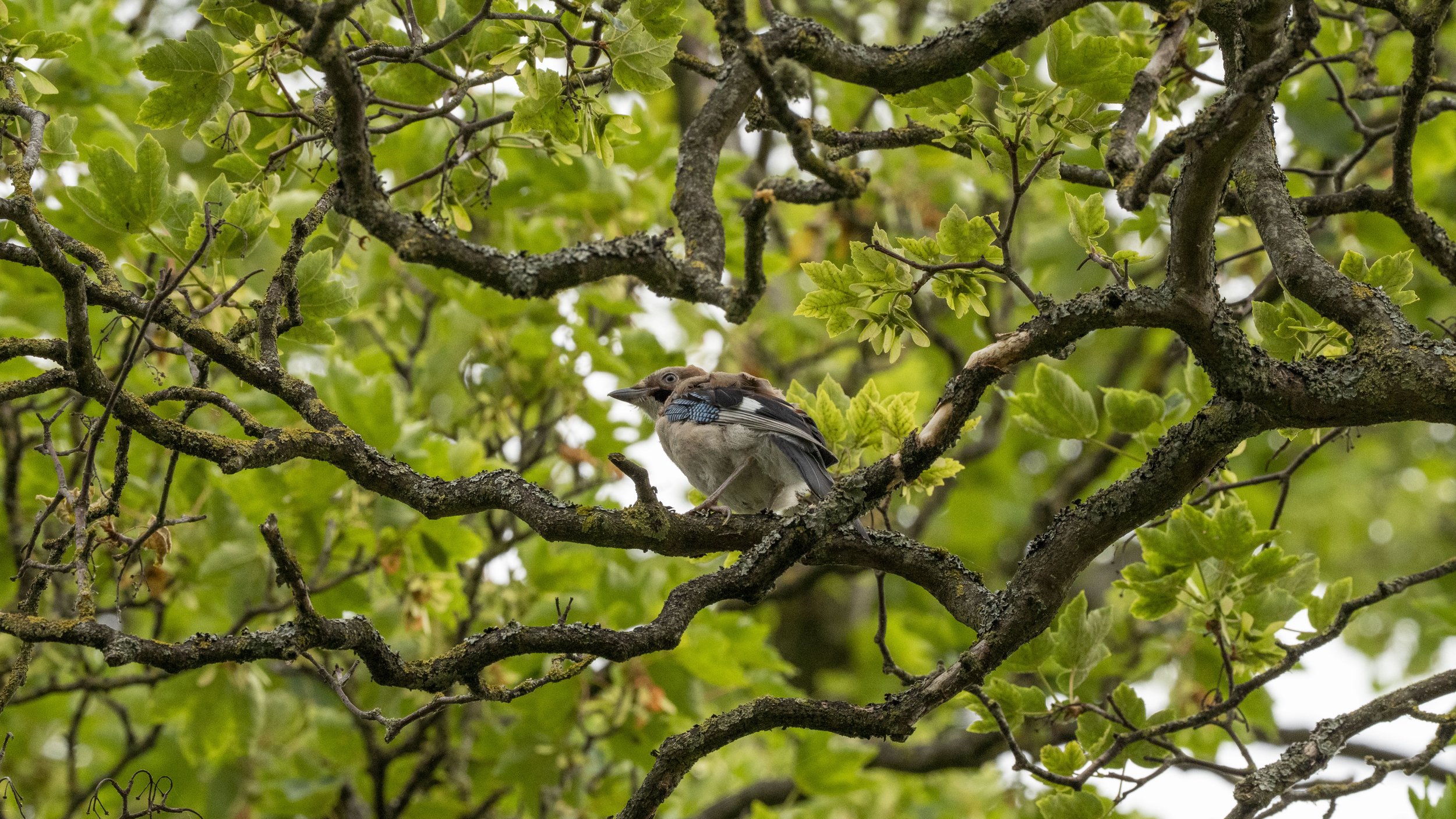 A small bird with a blue wing perched on a tree branch surrounded by green leaves.