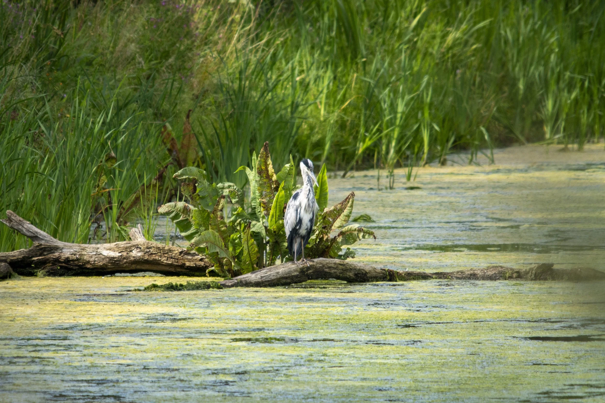 A heron standing on a fallen log near the edge of a pond surrounded by green reeds and algae.