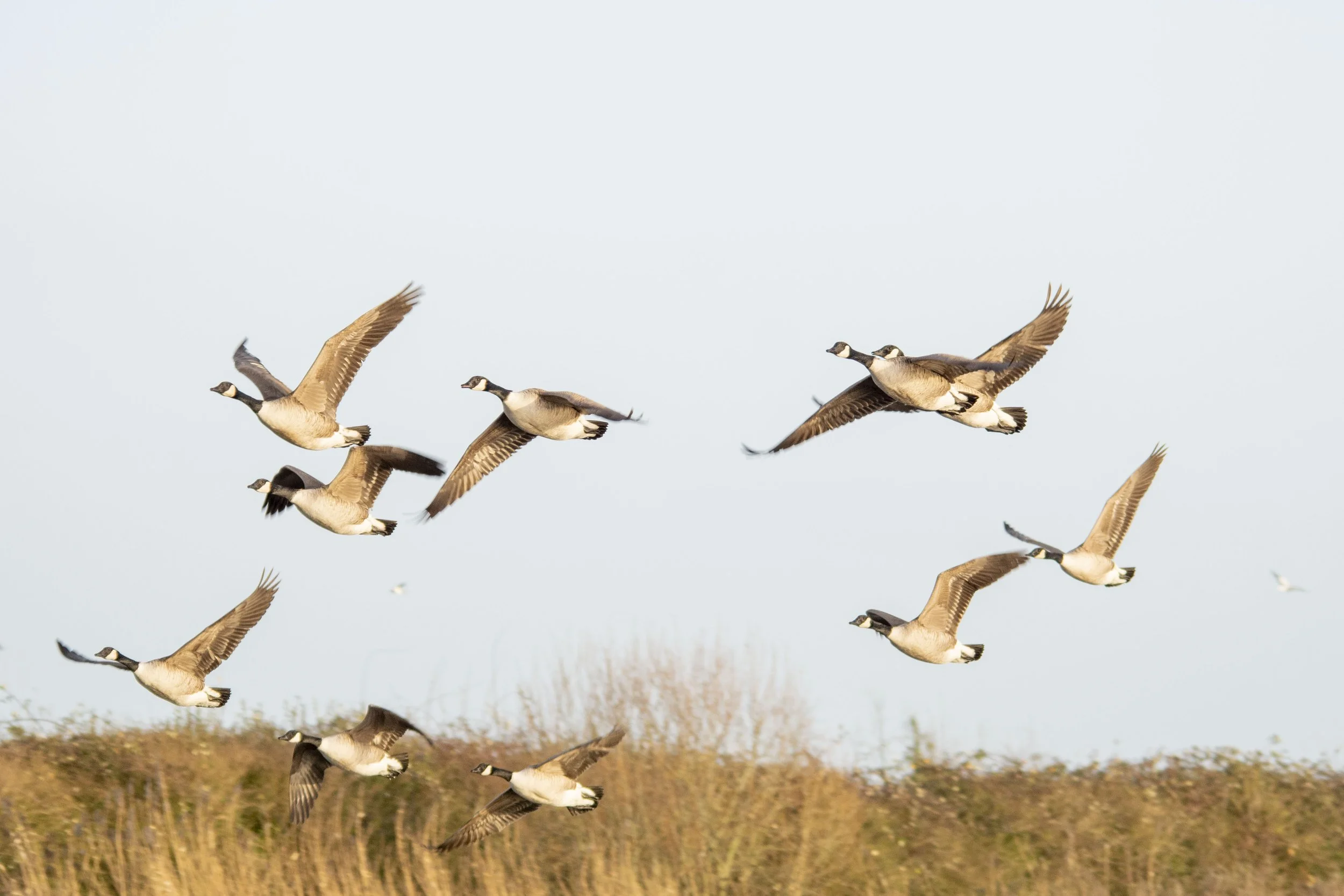A flock of Canada geese flying over a grassy field with a clear sky in the background.