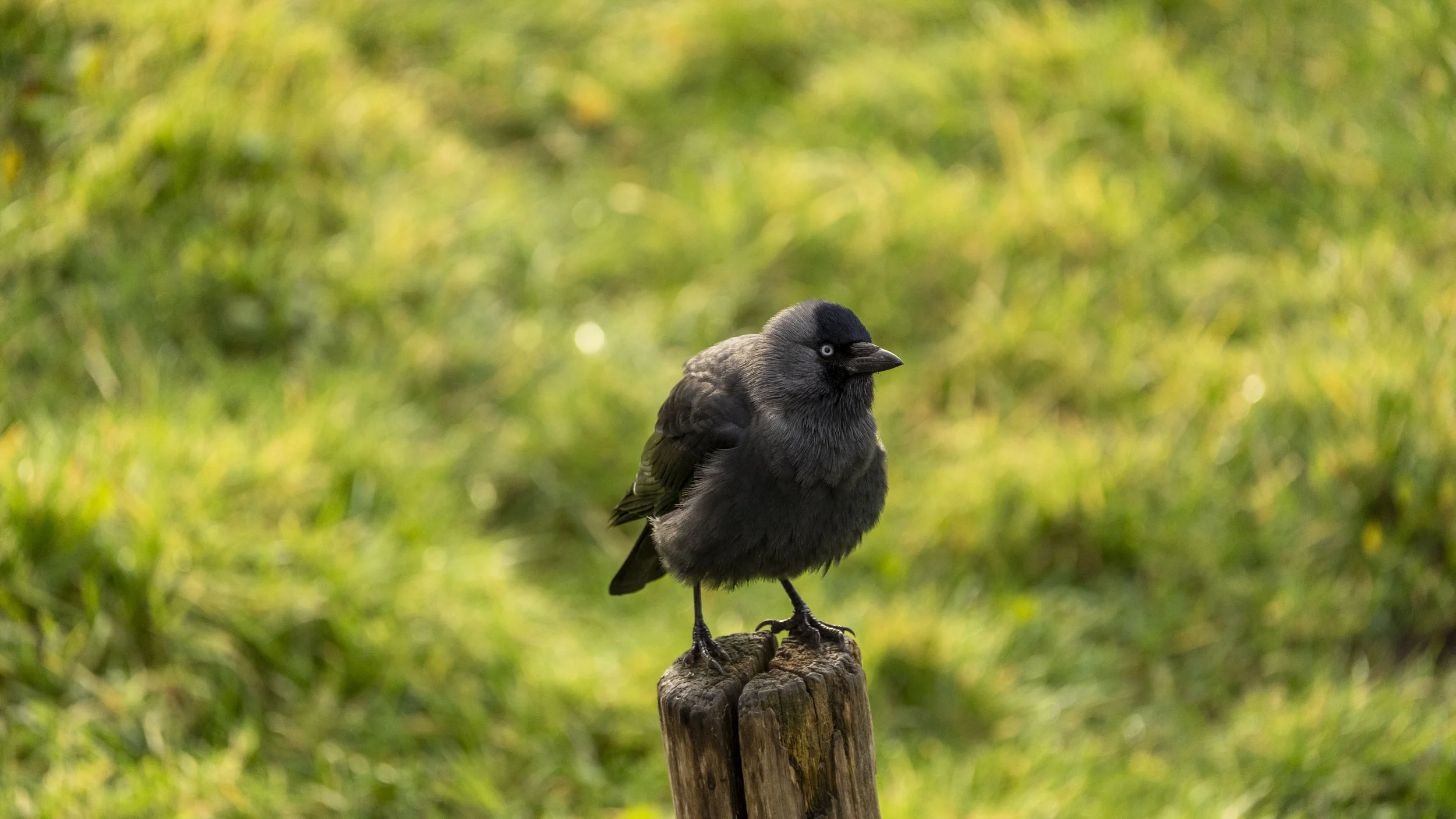 061 - Slimbridge - 09-02-2026.jpg