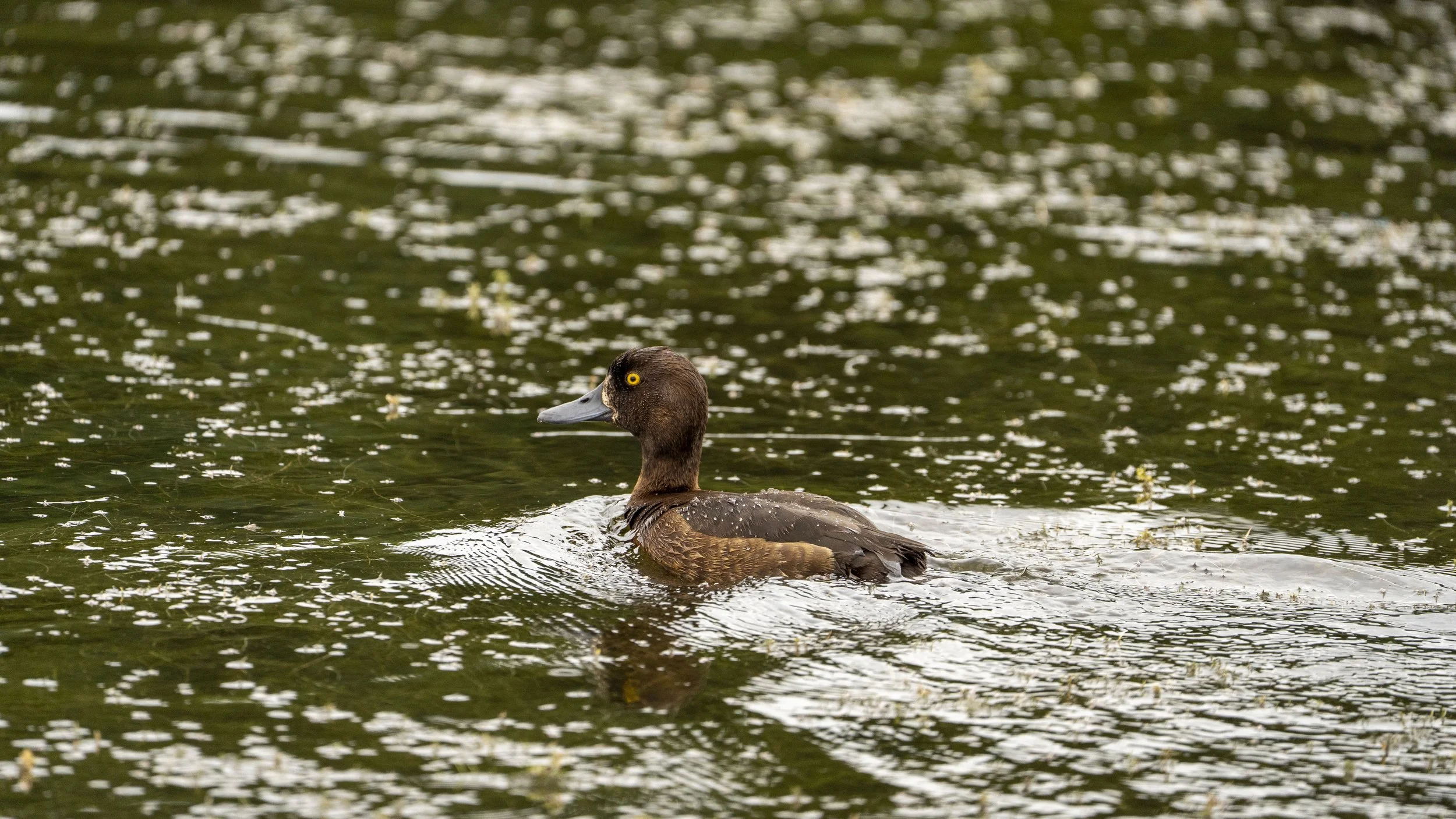 29_06_2025 - Kemerton - 59.jpg