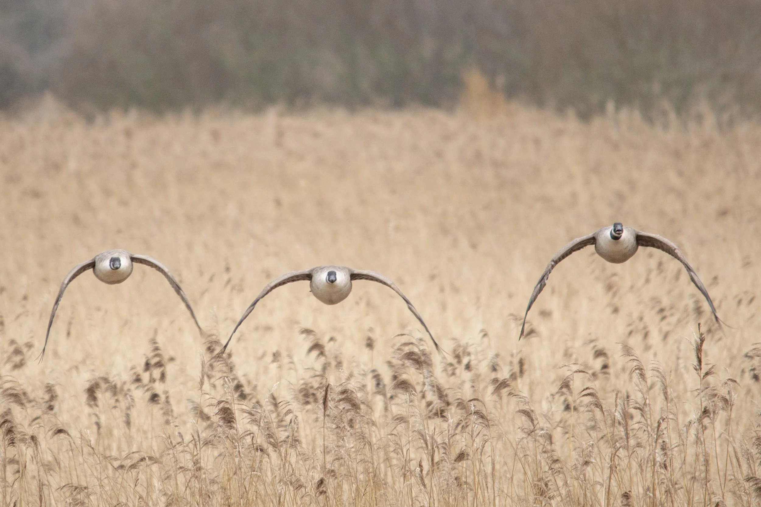 Three airplanes flying in formation over a field of tall, golden grass with a forested hillside in the background.