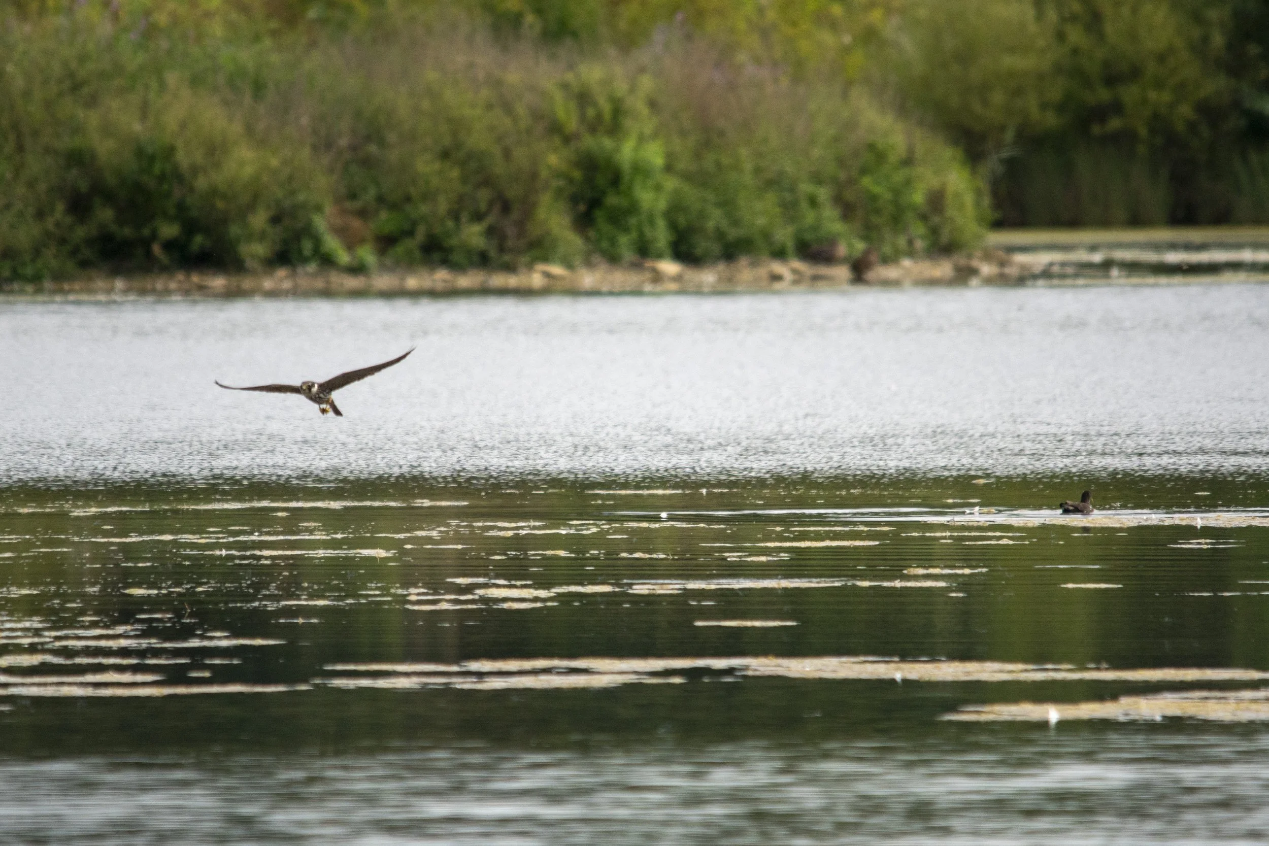 A bird flying over a lake with ducks swimming, surrounded by green trees.