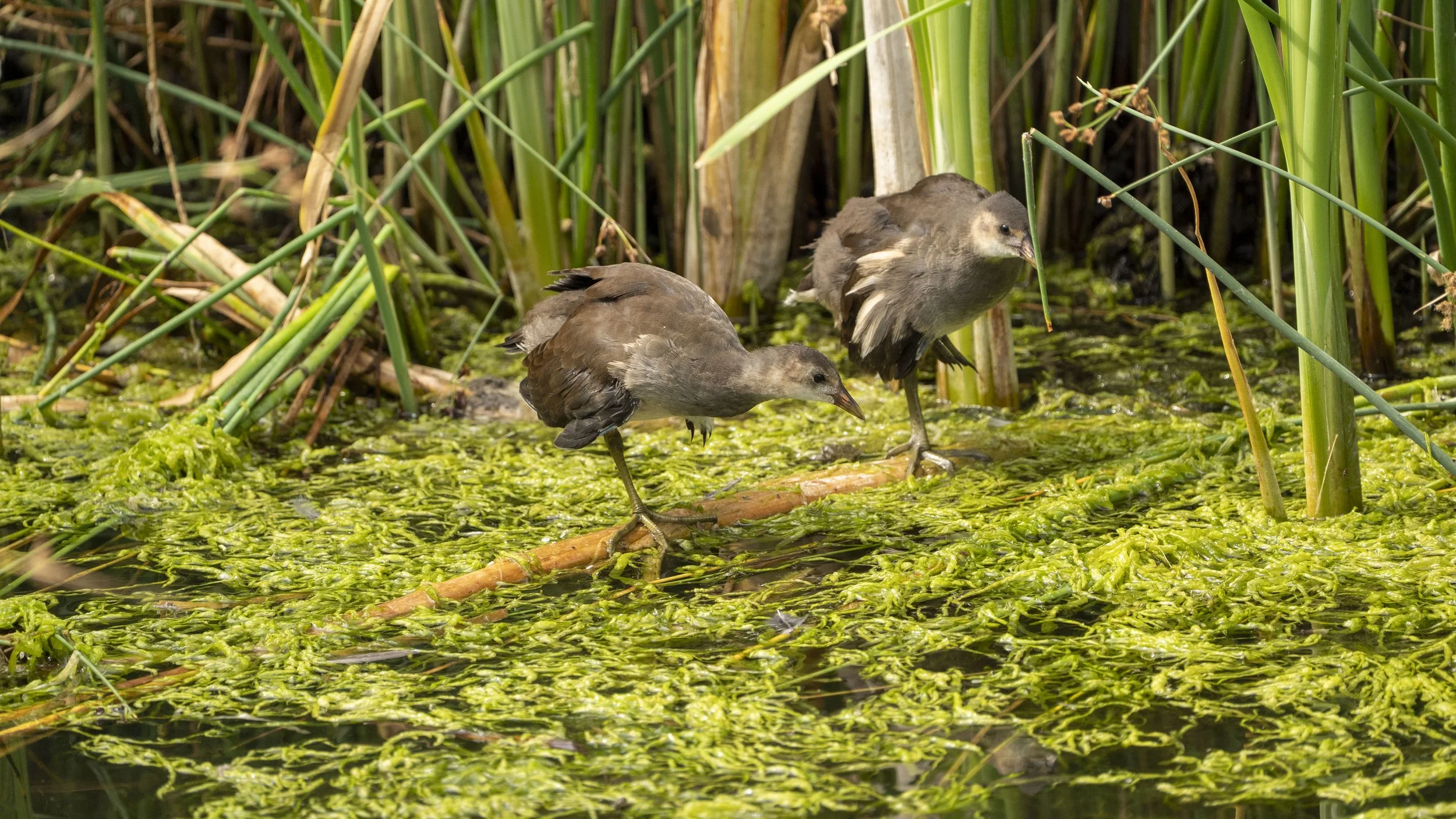 01_07_2025 - Coombe Hill - 39.jpg