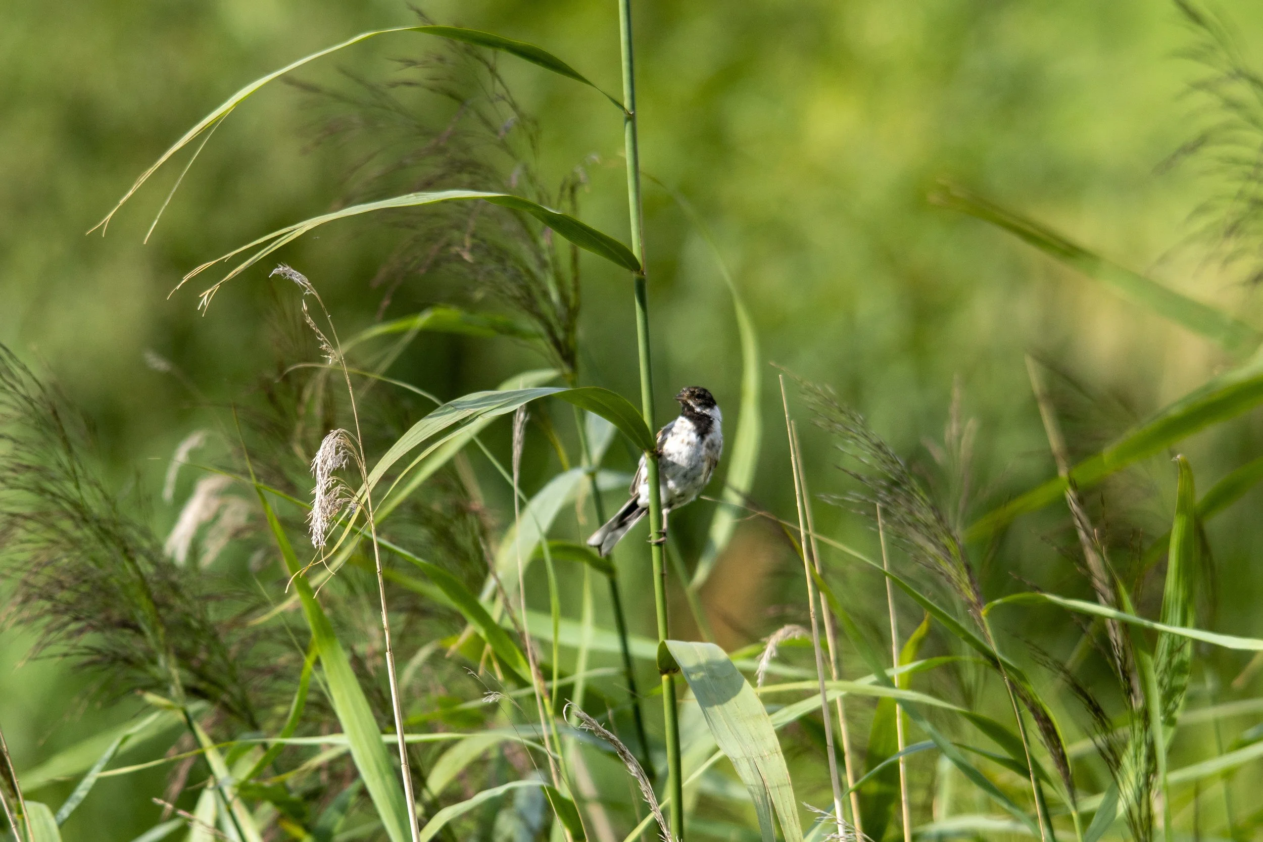 A small bird perched on a tall grass stem amidst dense green grass and reeds.