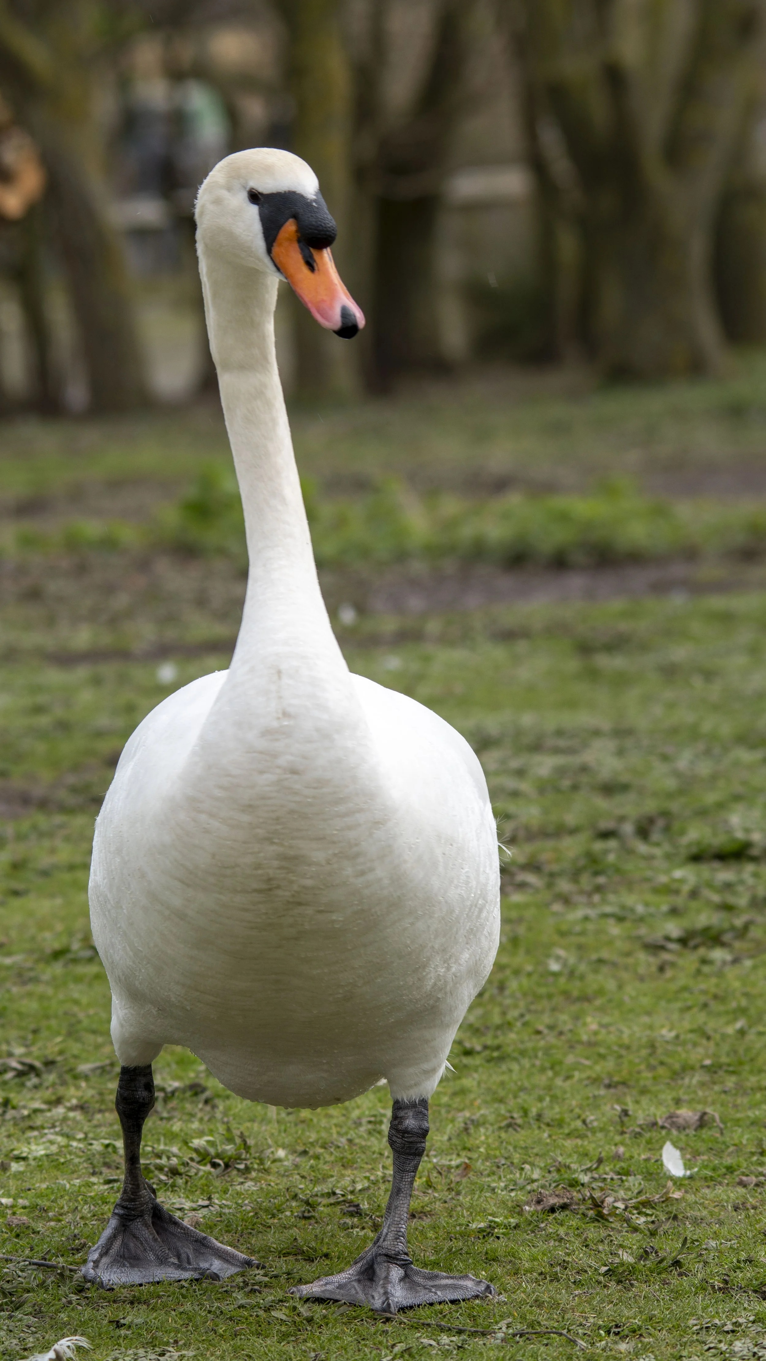 A white swan standing on grassy ground with trees in the background.