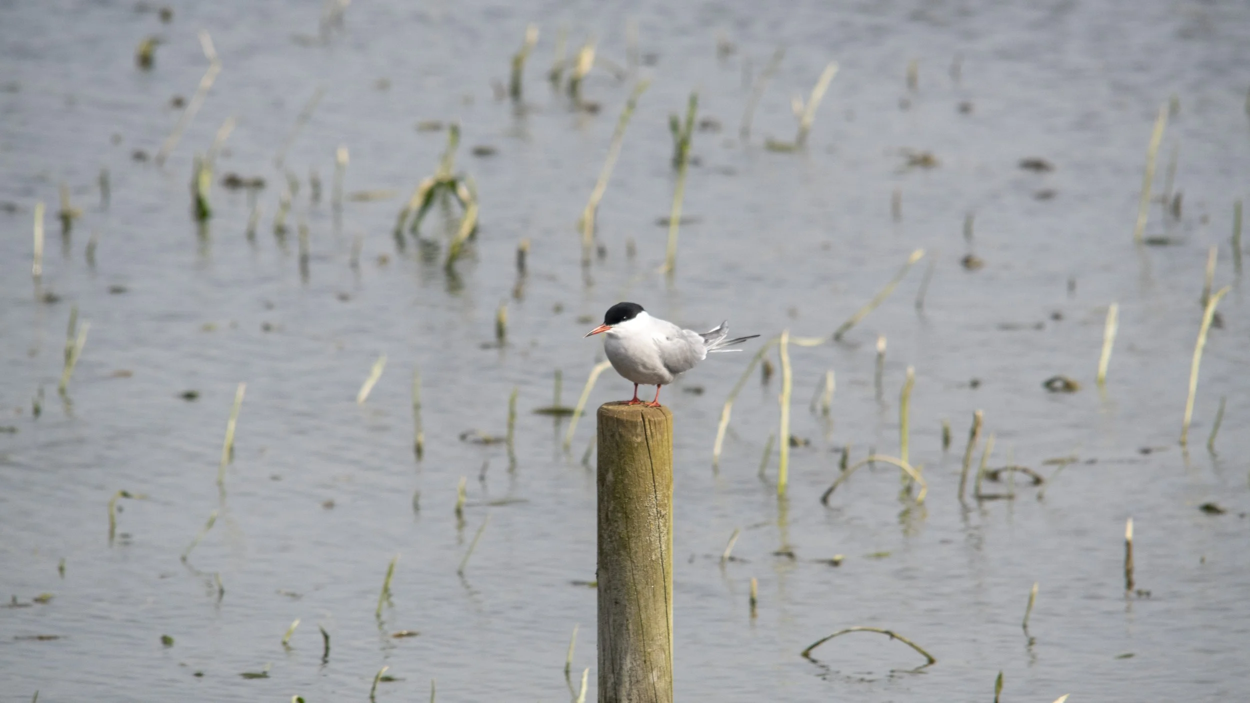 A bird with a black head and white body perched on a wooden post in a wetland area.