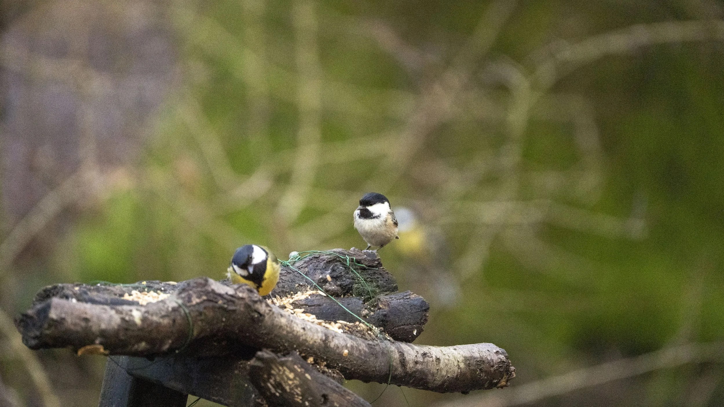 042 - Cannop Ponds - 28-02-2026.jpg