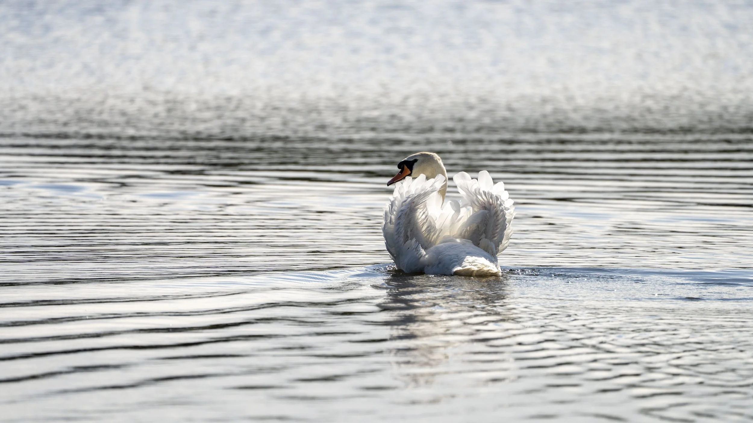 A white swan swimming on a calm lake with ripples and reflections of the sky.