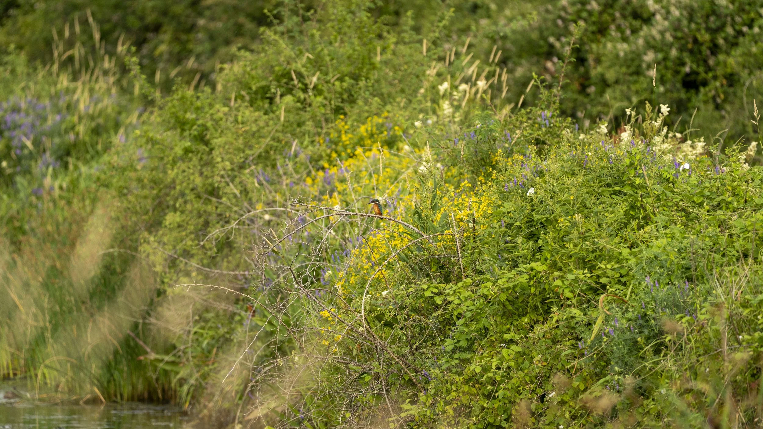 29_06_2025 - Coombe Hill - 25.jpg