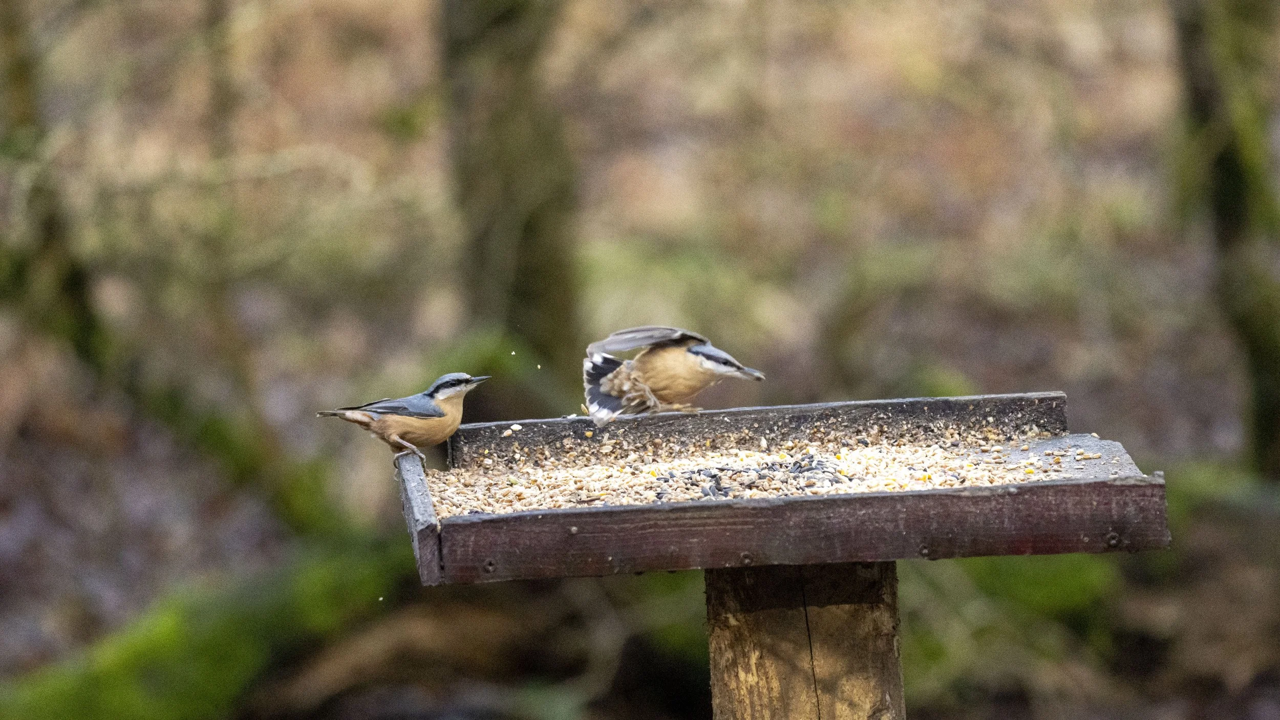 088 - Cannop Ponds - 28-02-2026.jpg