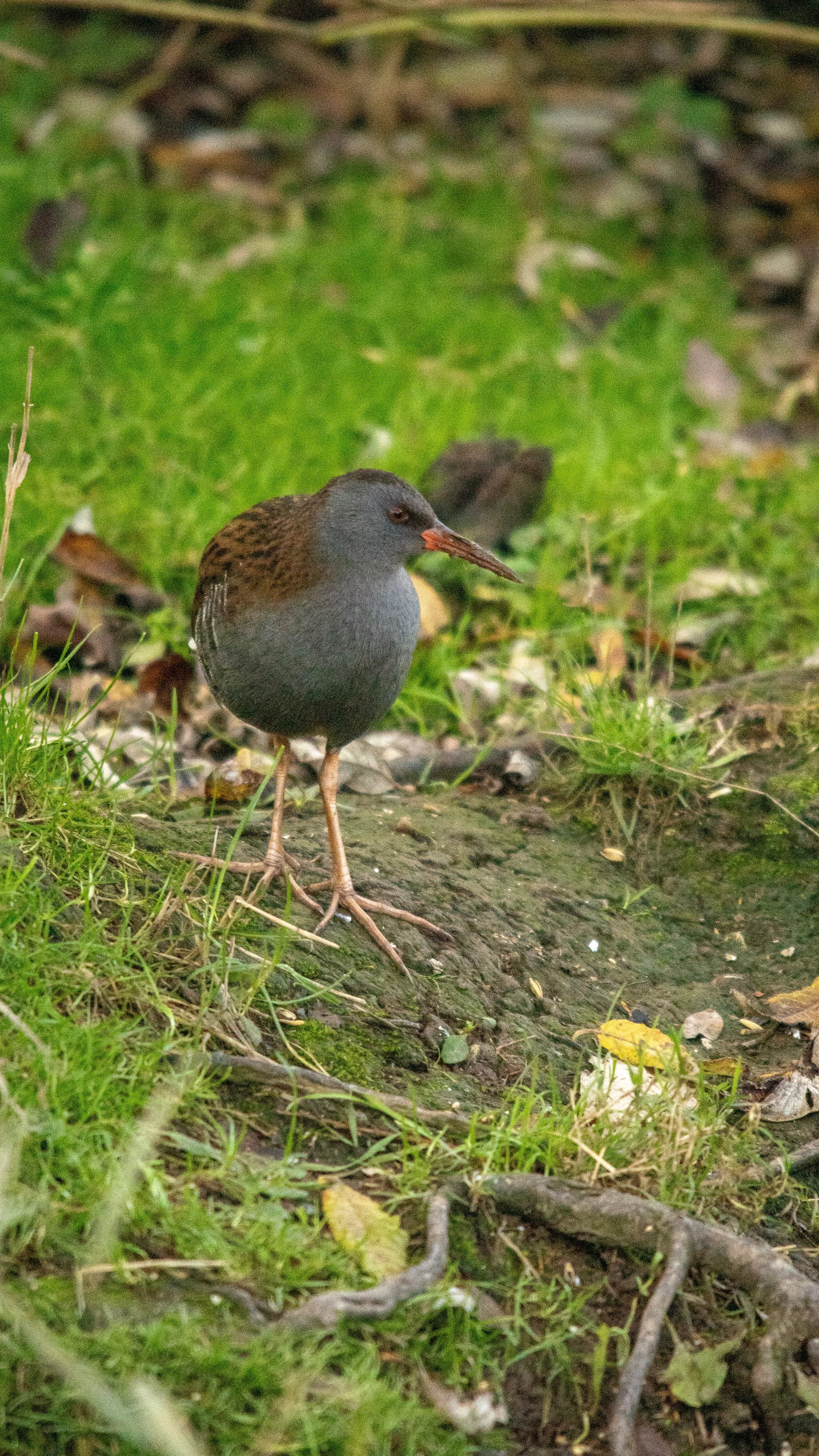 A Water Rail stands on a mossy patch of ground surrounded by grass and fallen leaves.
