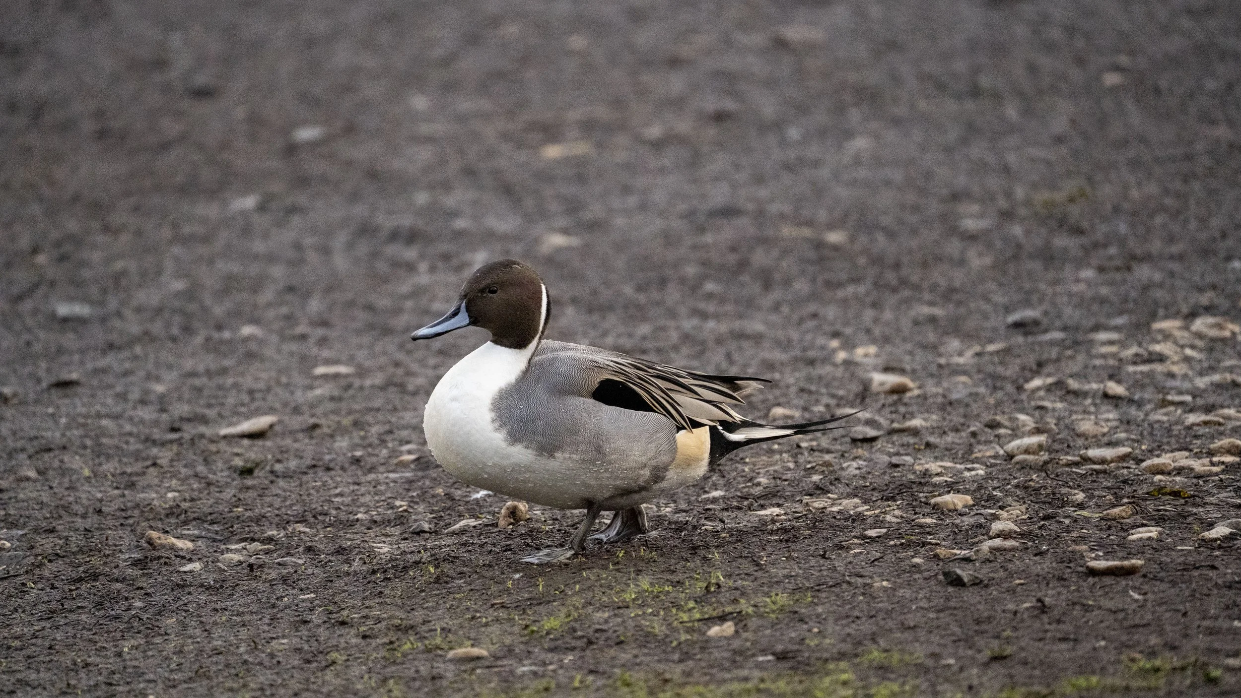 08 - Slimbridge - 11-12-2025.jpg