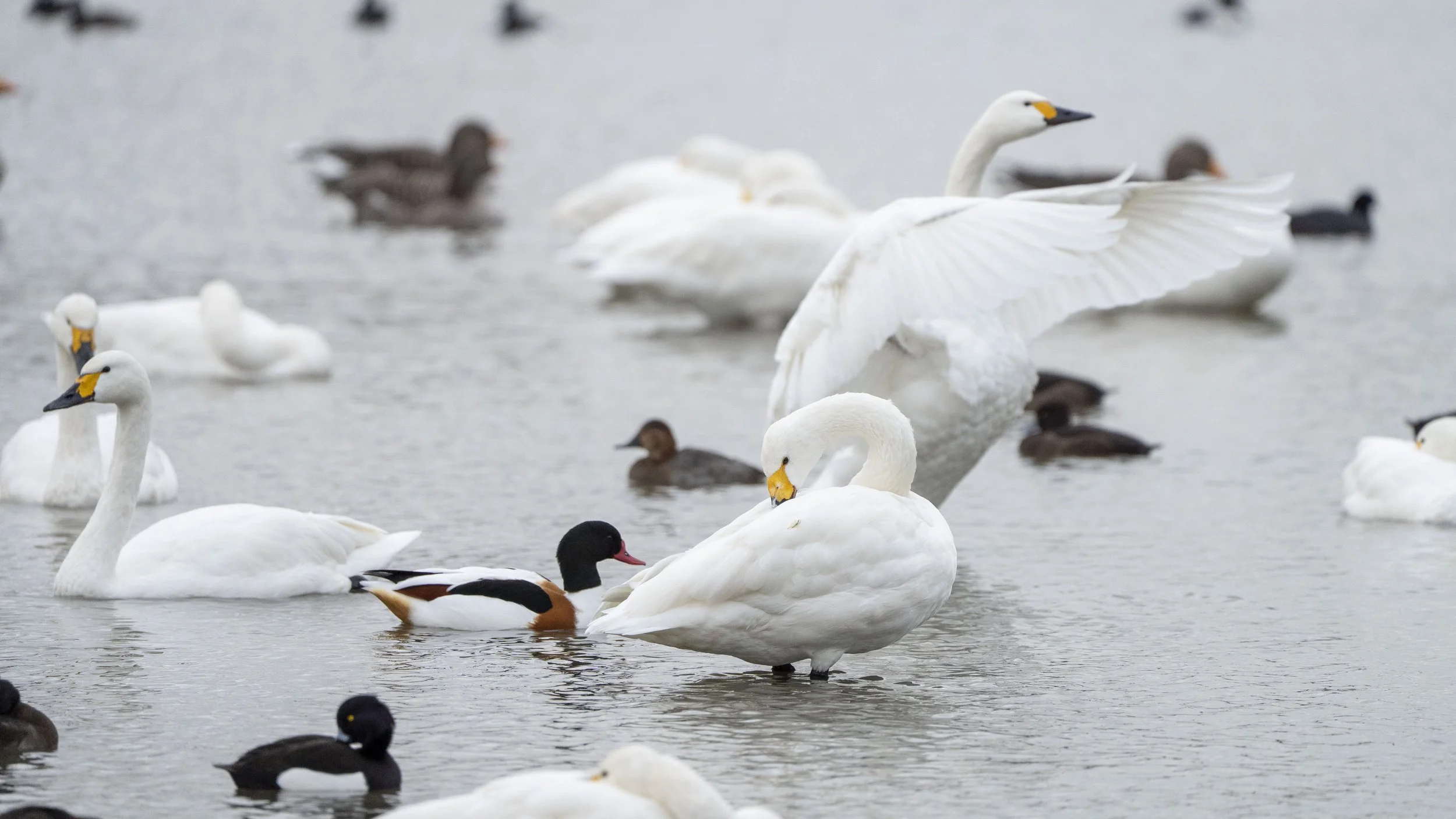 61 - Slimbridge - 11-12-2025.jpg