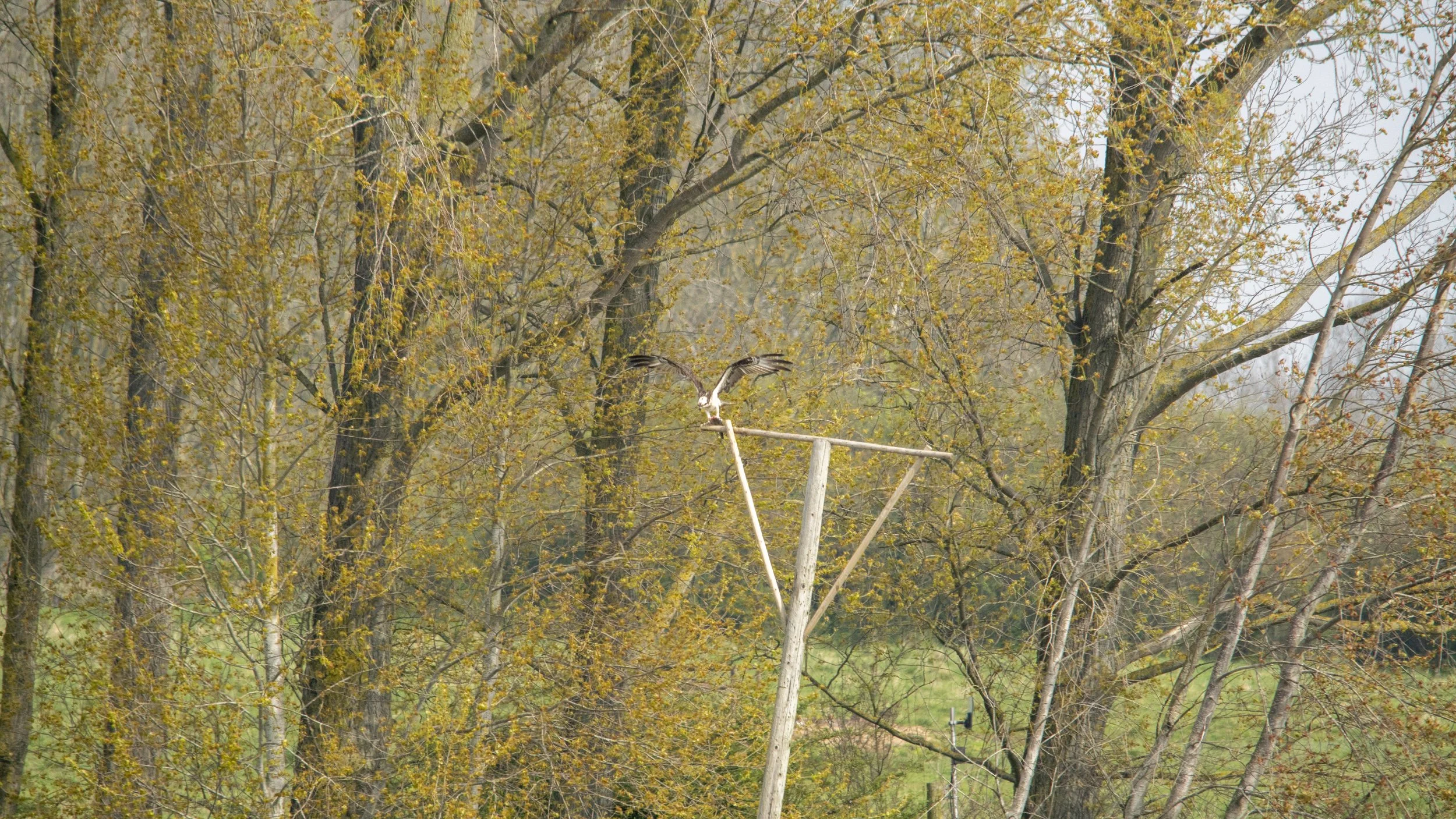 Osprey bird landing on utility pole in autumn forest with yellow and green foliage.