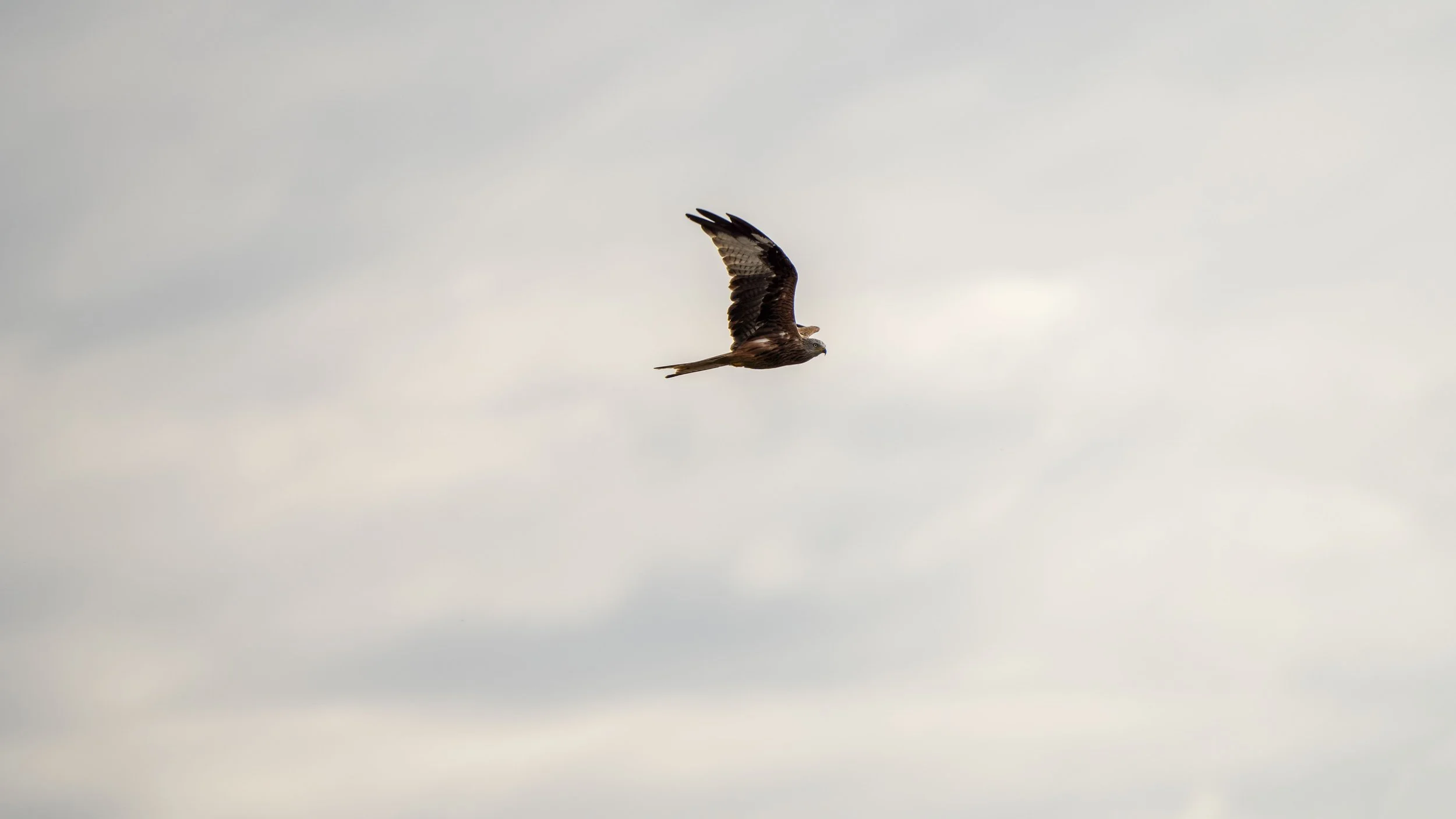 A bird of prey flying in a cloudy sky