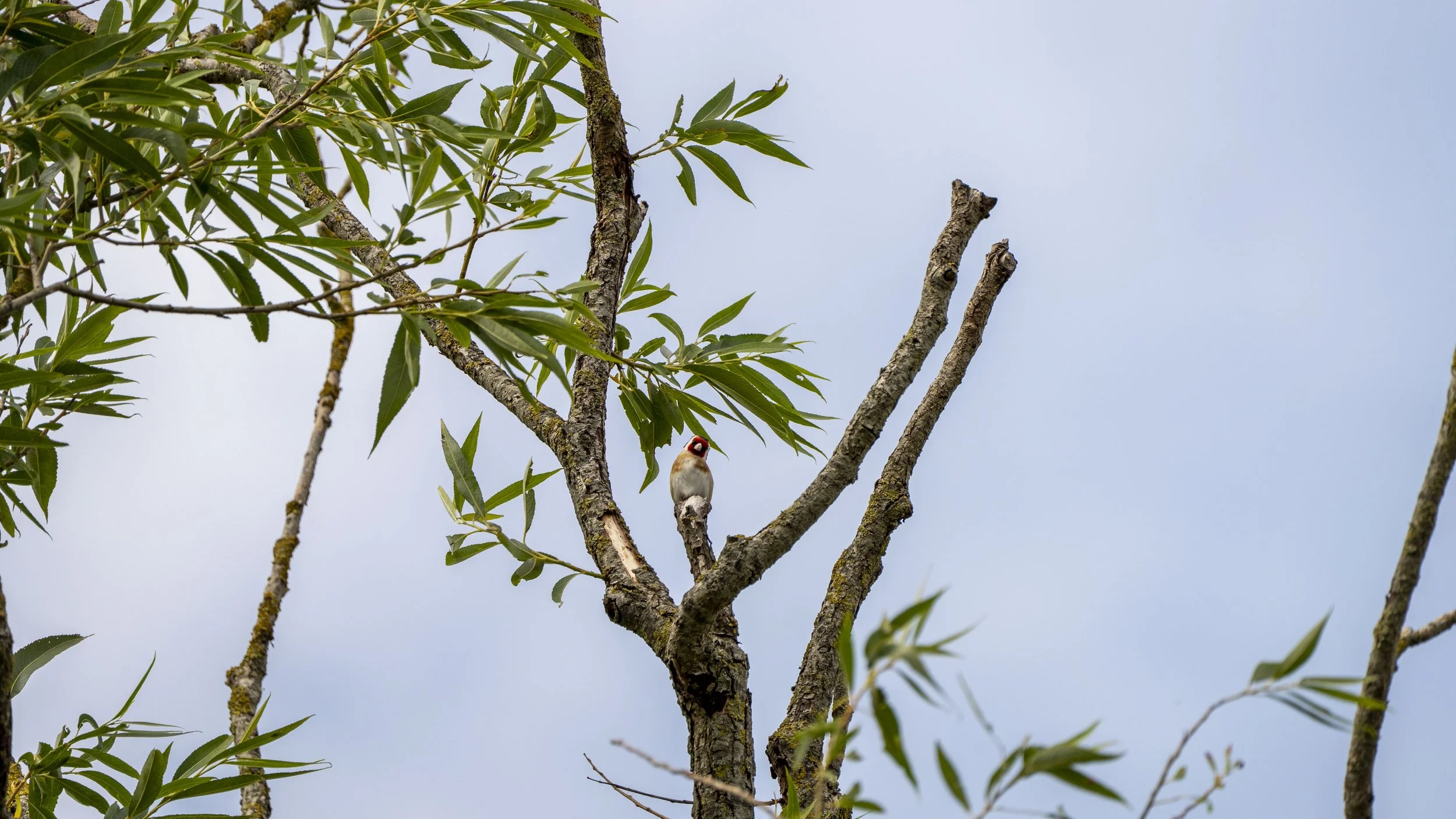 01_07_2025 - Coombe Hill - 32.jpg
