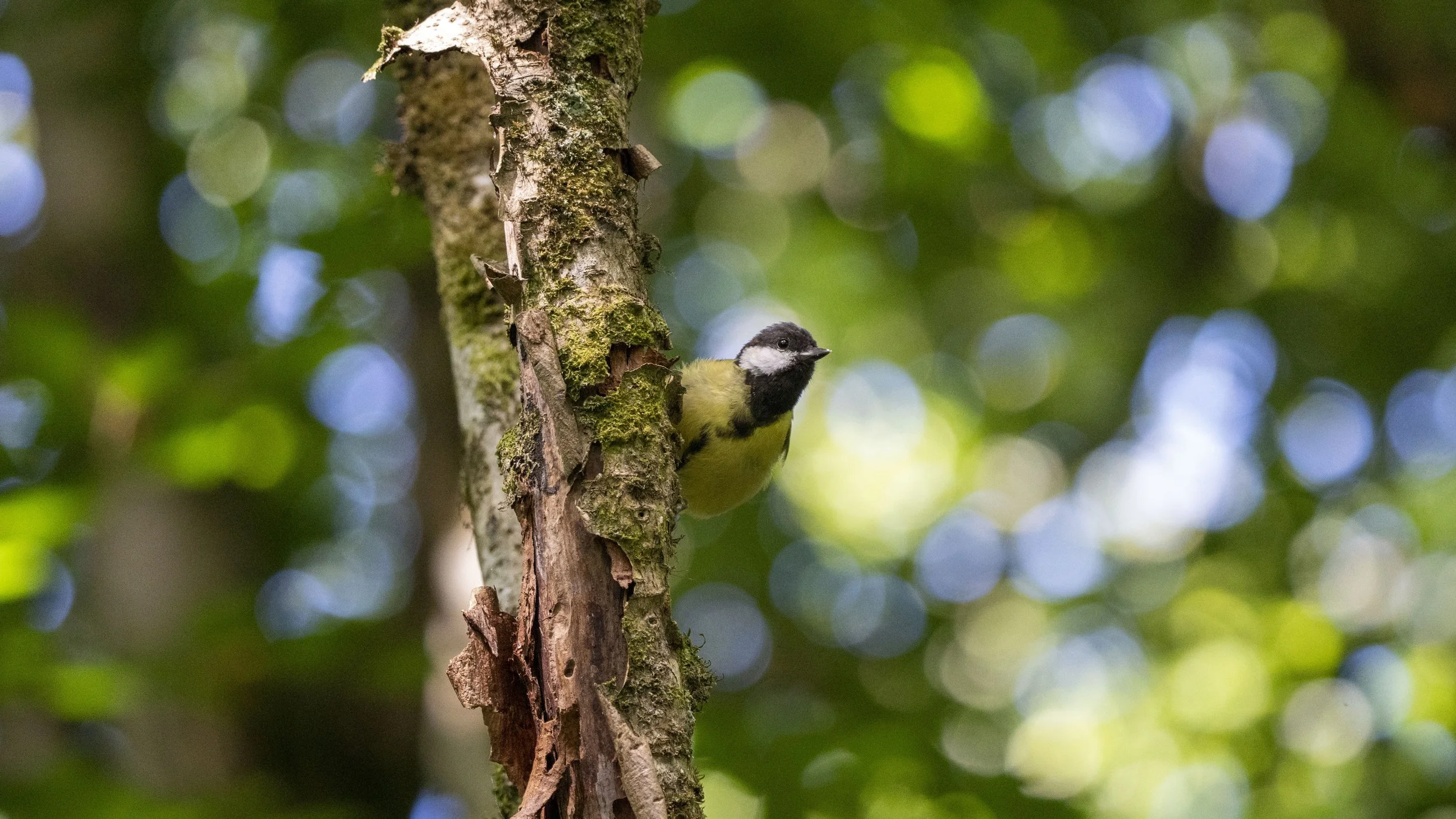 A small bird with yellow, black, and white plumage perched on a tree trunk in a forested area with blurred green foliage and blue sky in the background.