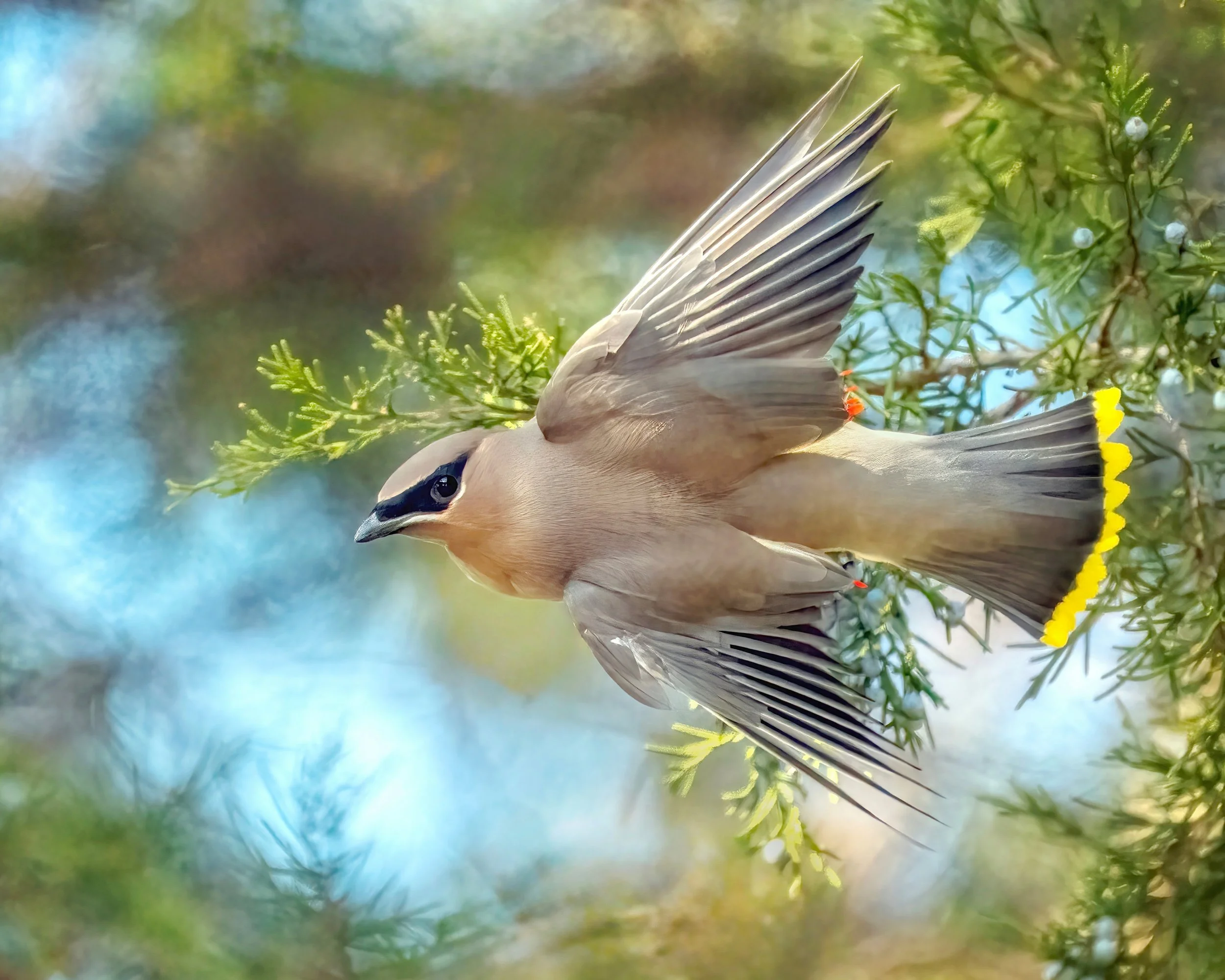 Jim+Easton_Cedar+Waxwing+in+Flight.jpg