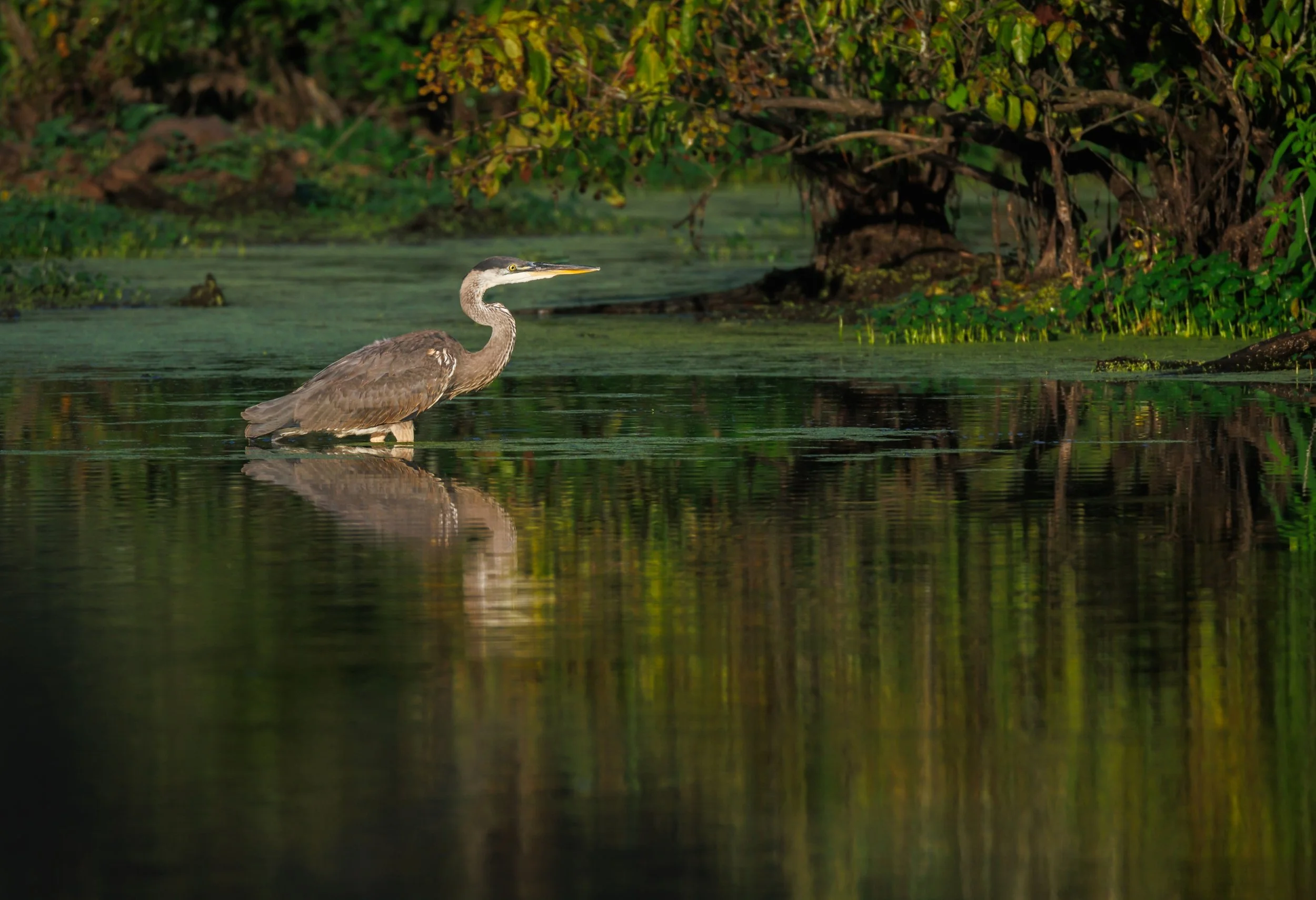 Pat+Davis_Morning+in+the+Wetland.jpg